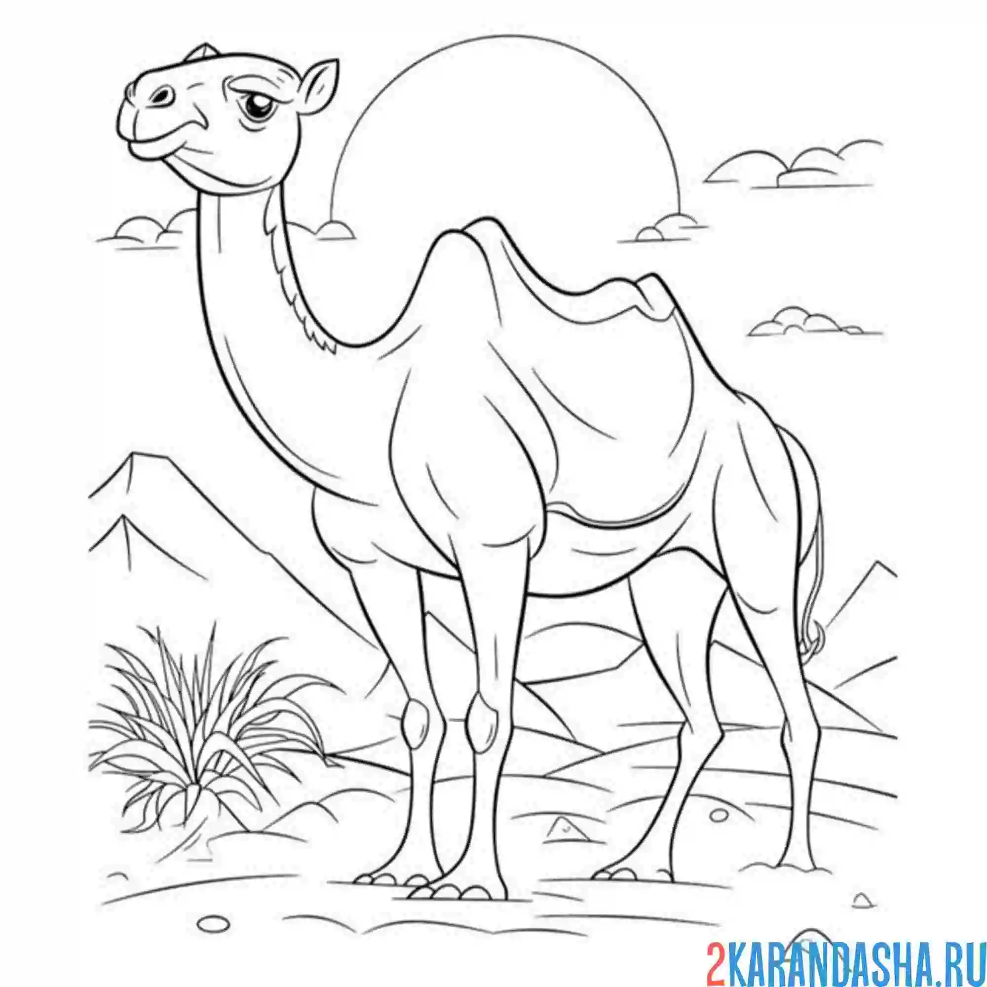 Раскраска верблюд в пустыне на закате