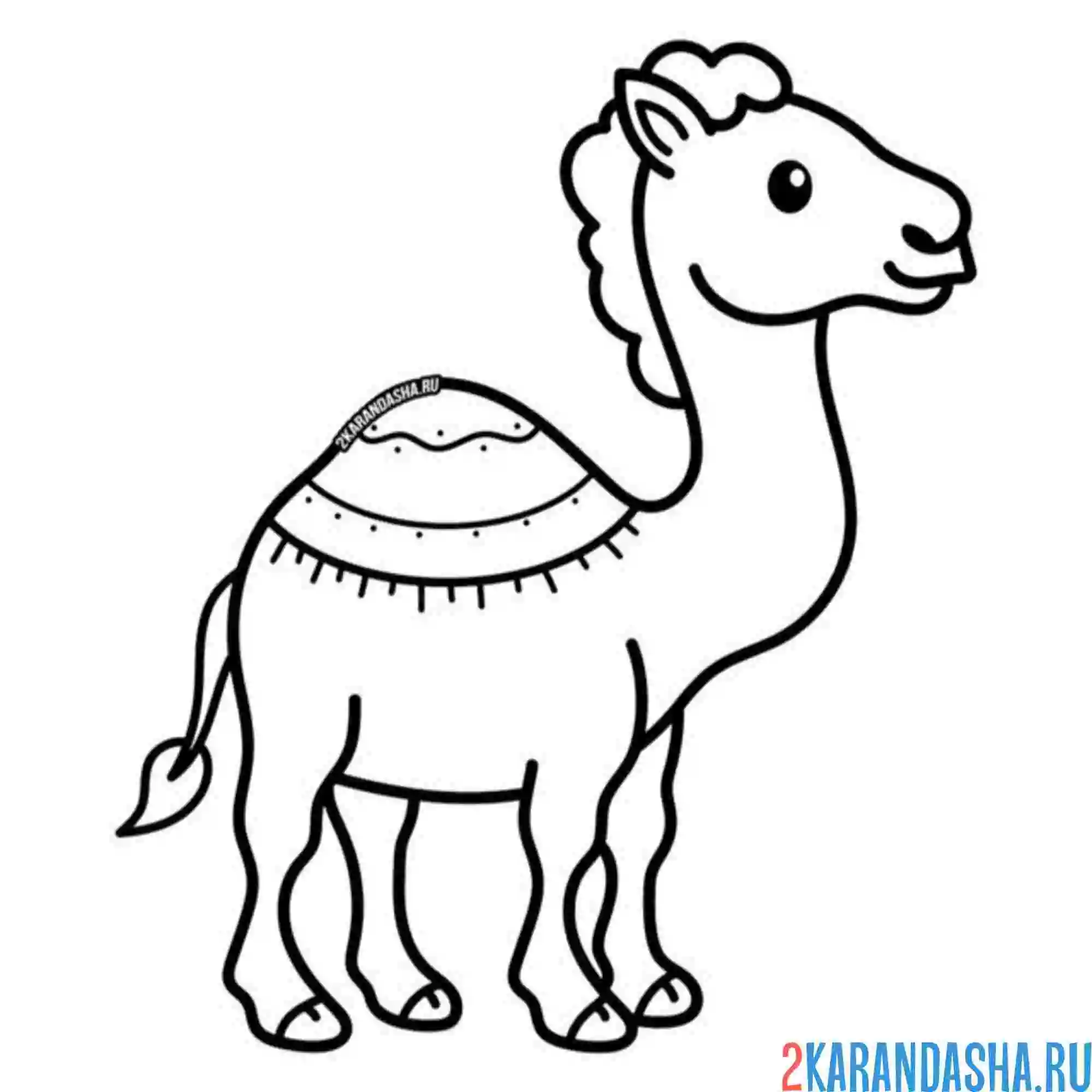 Раскраска небольшой верблюд с одним горбом