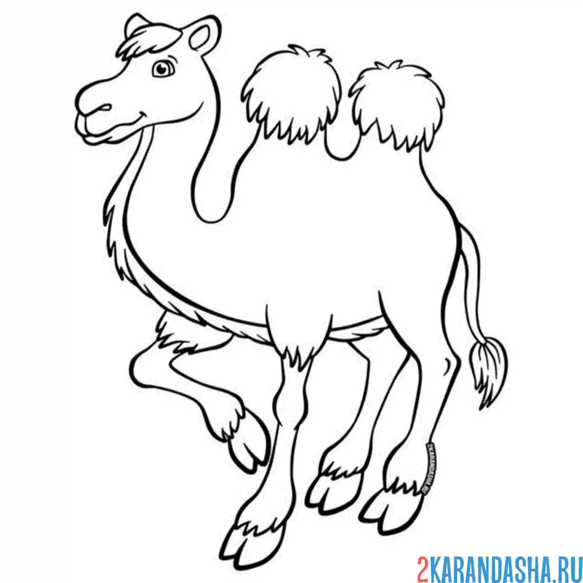 Раскраска верблюд с двумя горбами