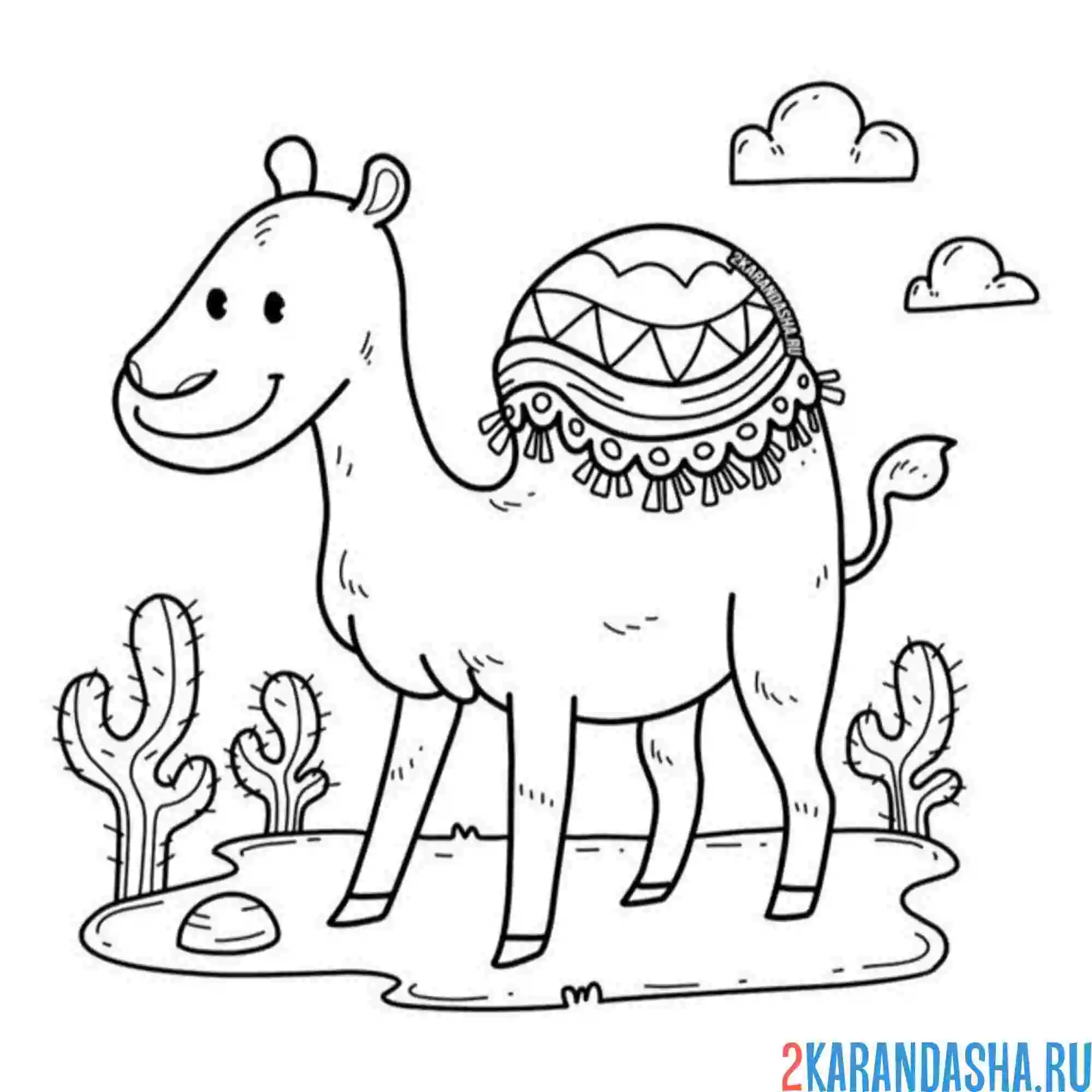 Раскраска верблюд пустыня кактус