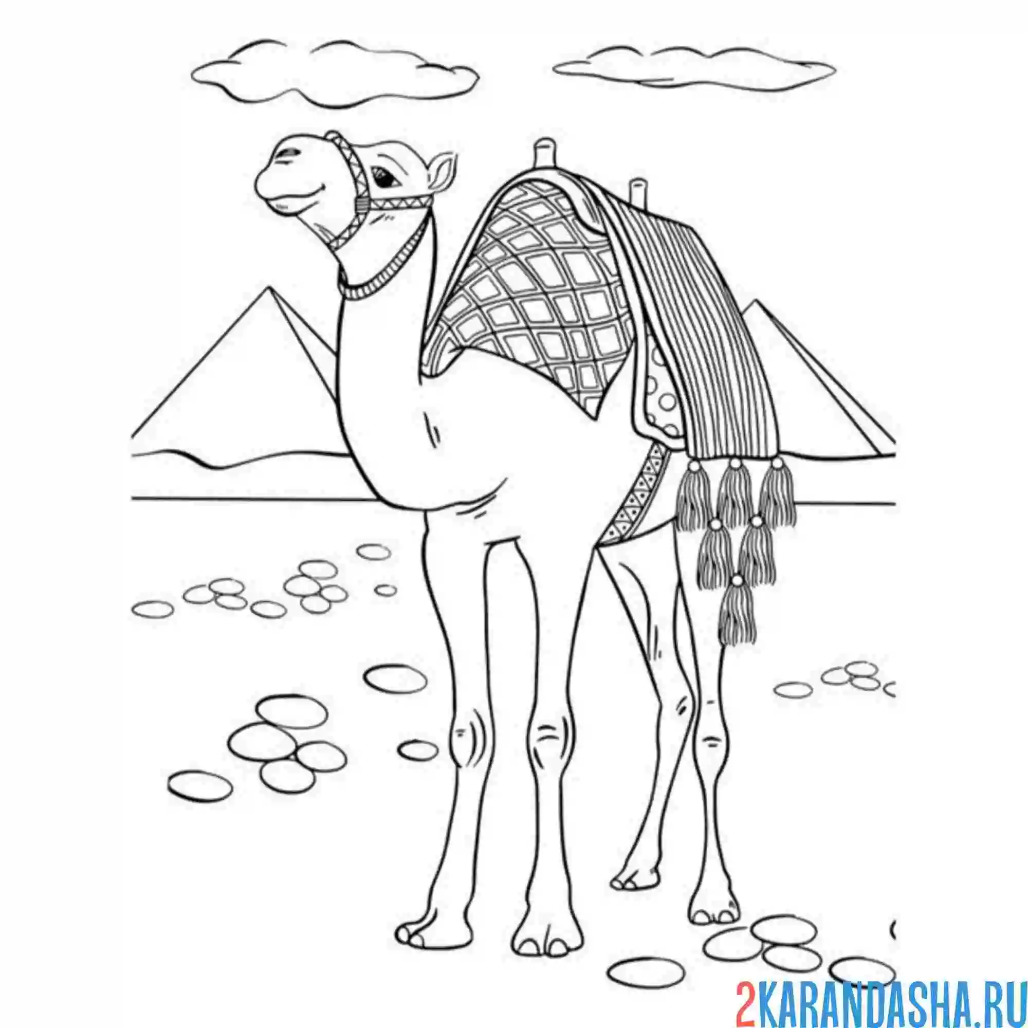 Раскраска египет пирамиды и верблюд