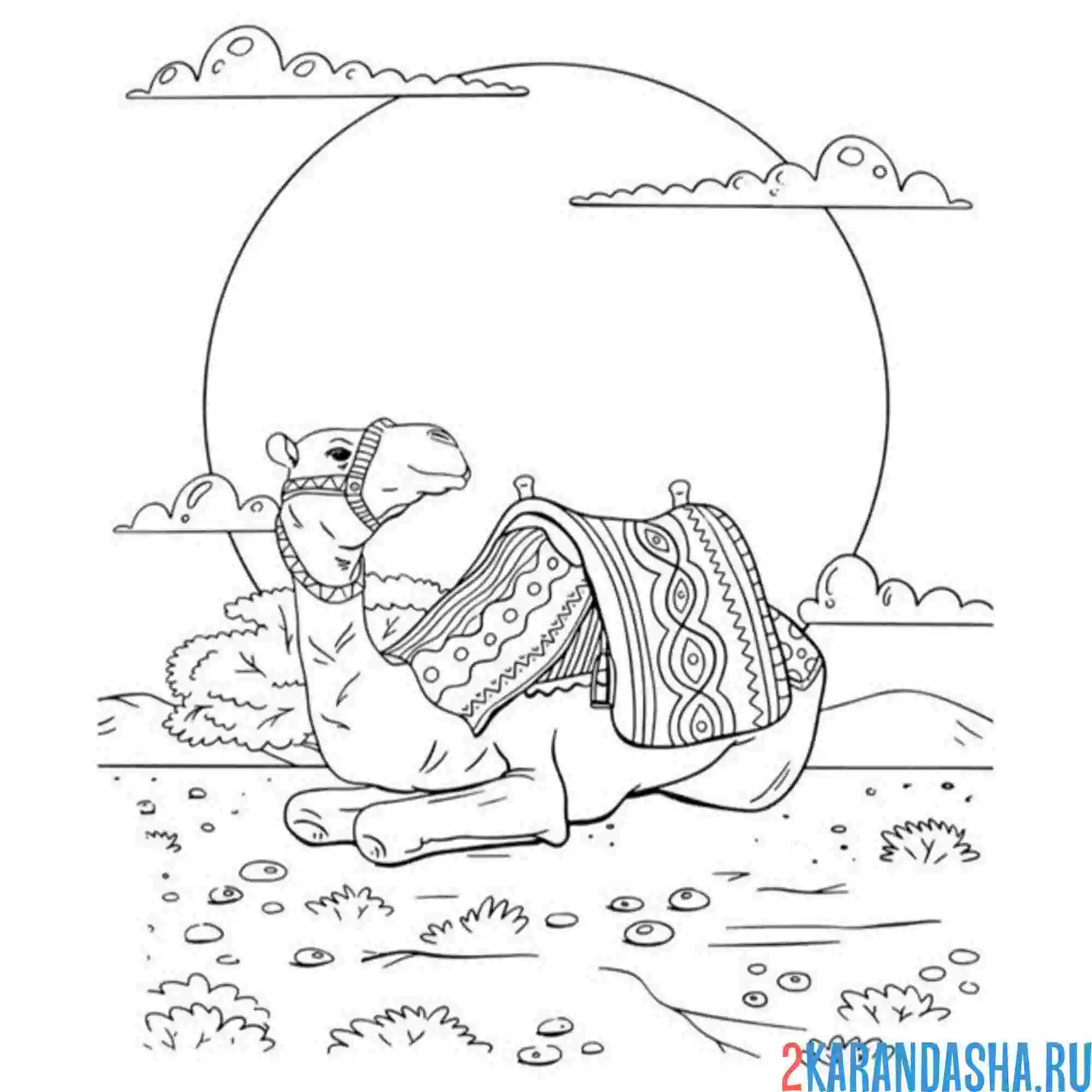 Раскраска верблюд на закате