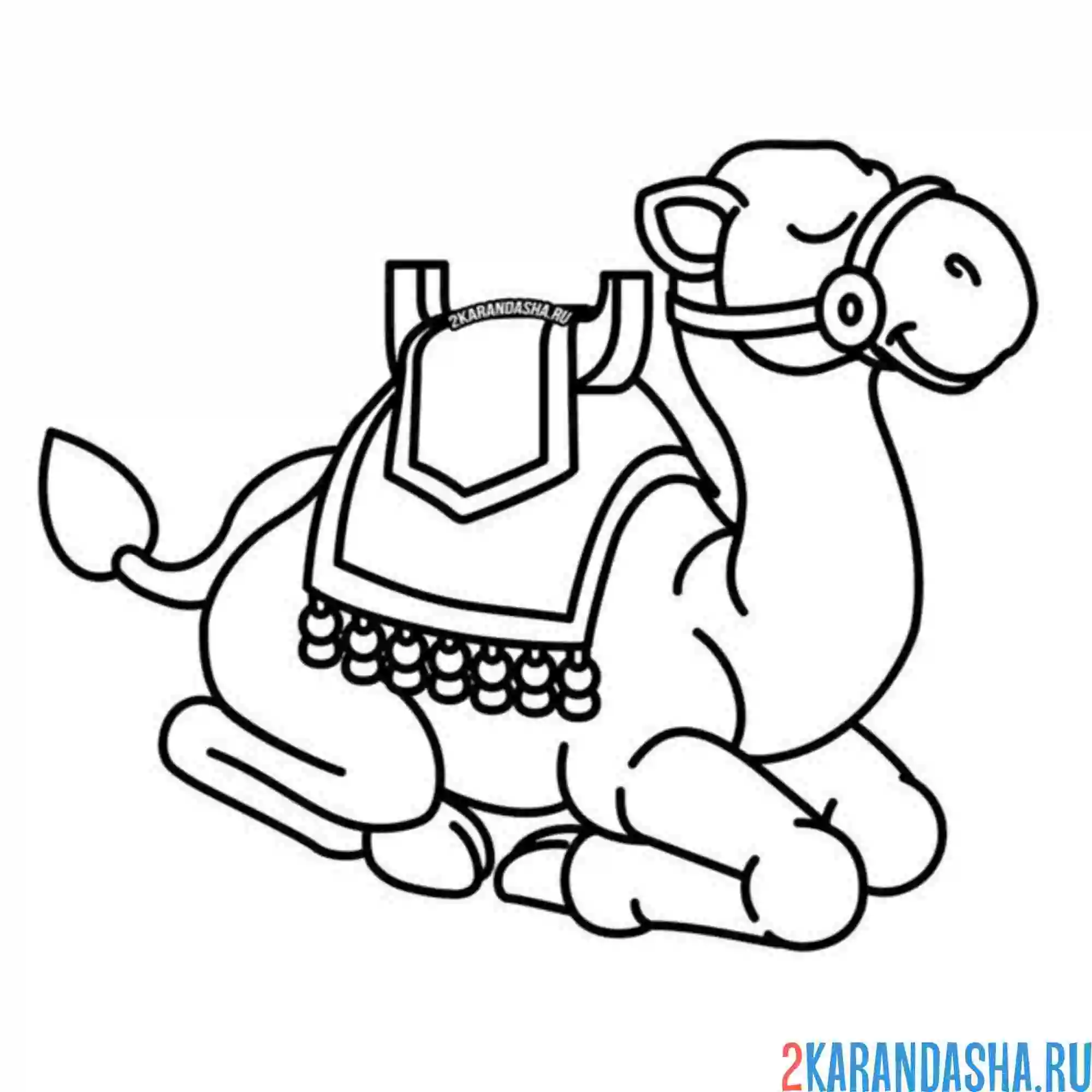 Раскраска верблюд спит