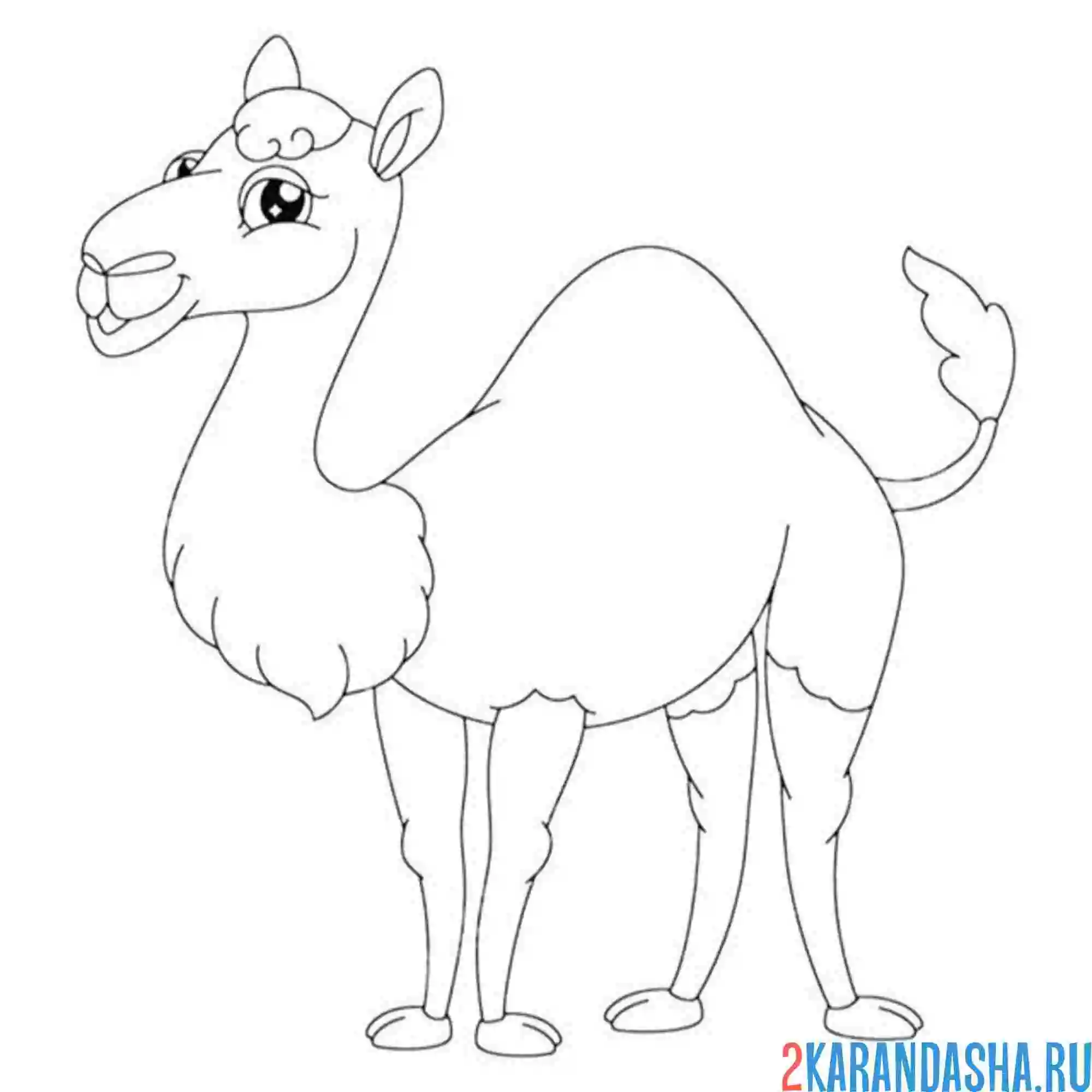 Раскраска небольшой верблюд