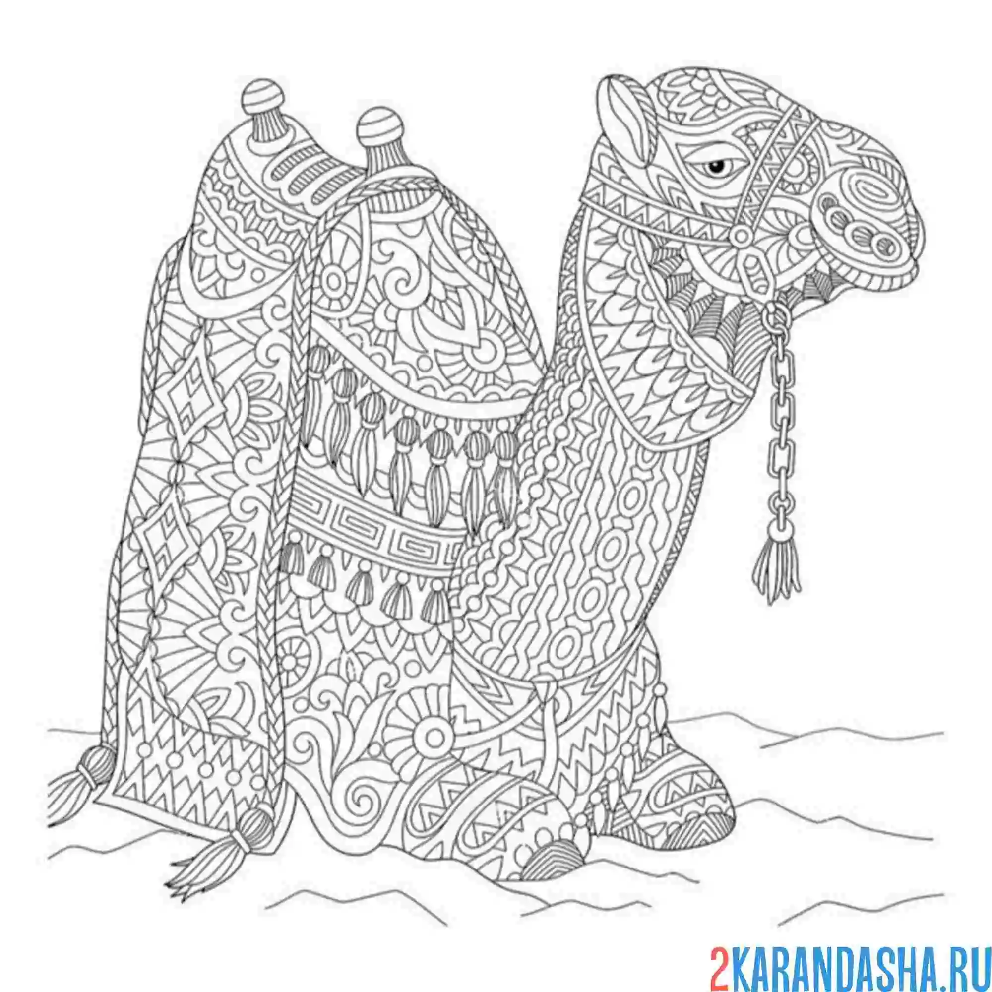 Раскраска верблюд антистресс