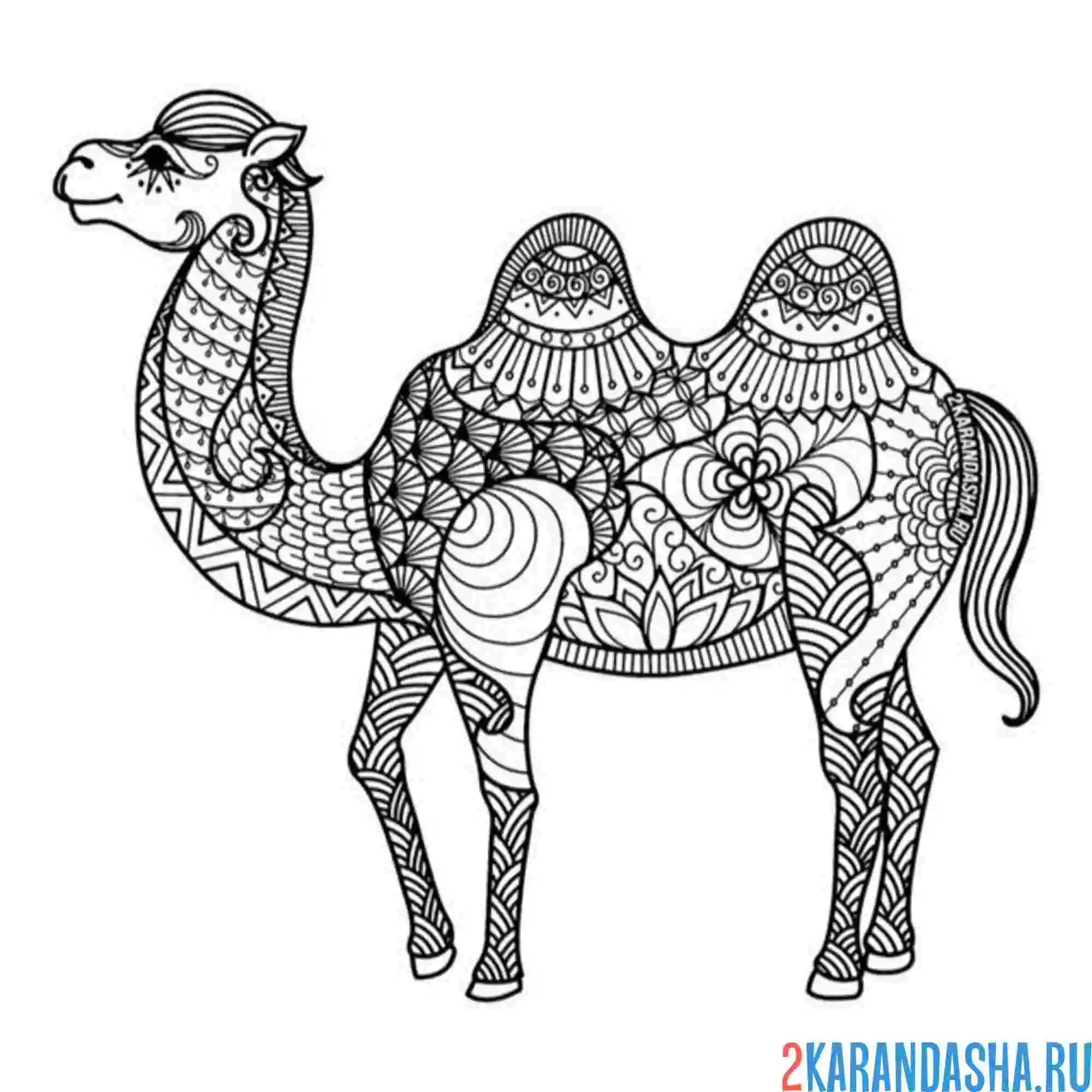 Раскраска антистресс верблюд