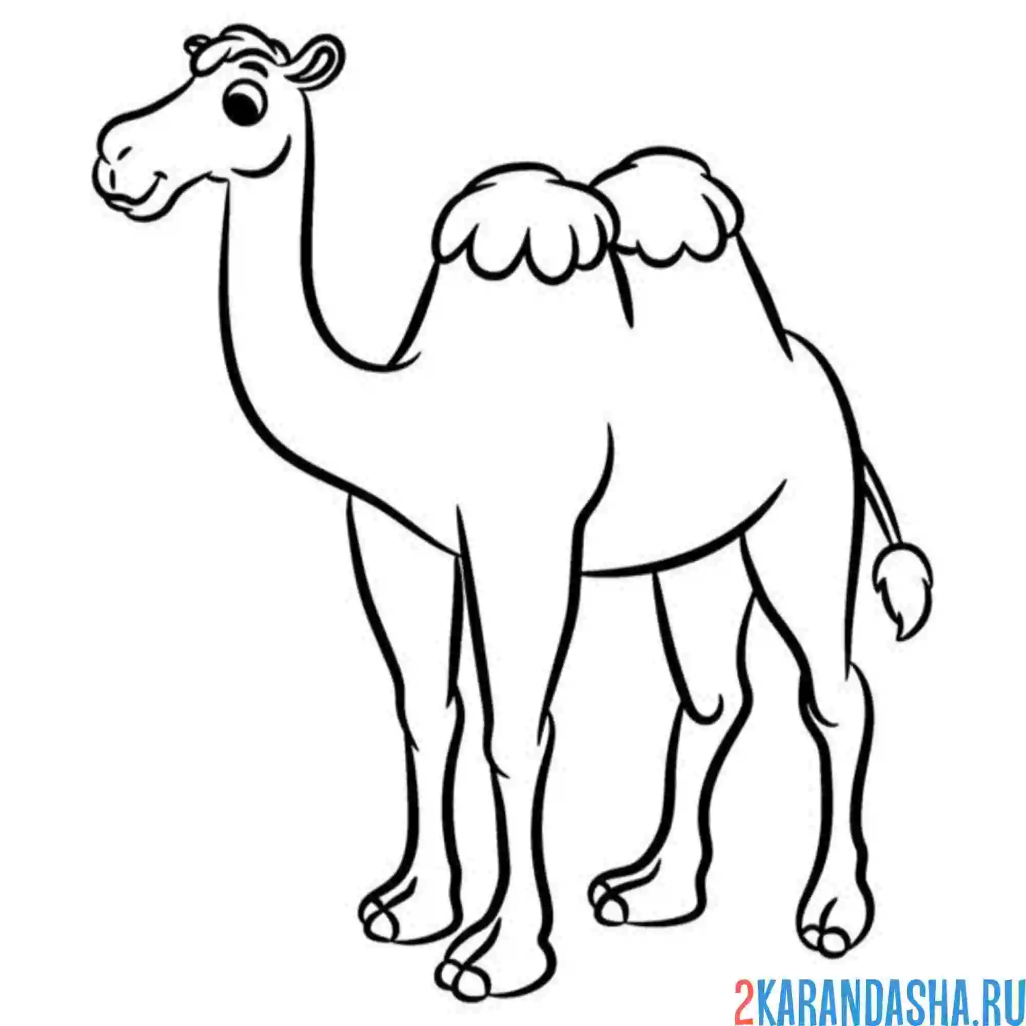 Раскраска верблюд