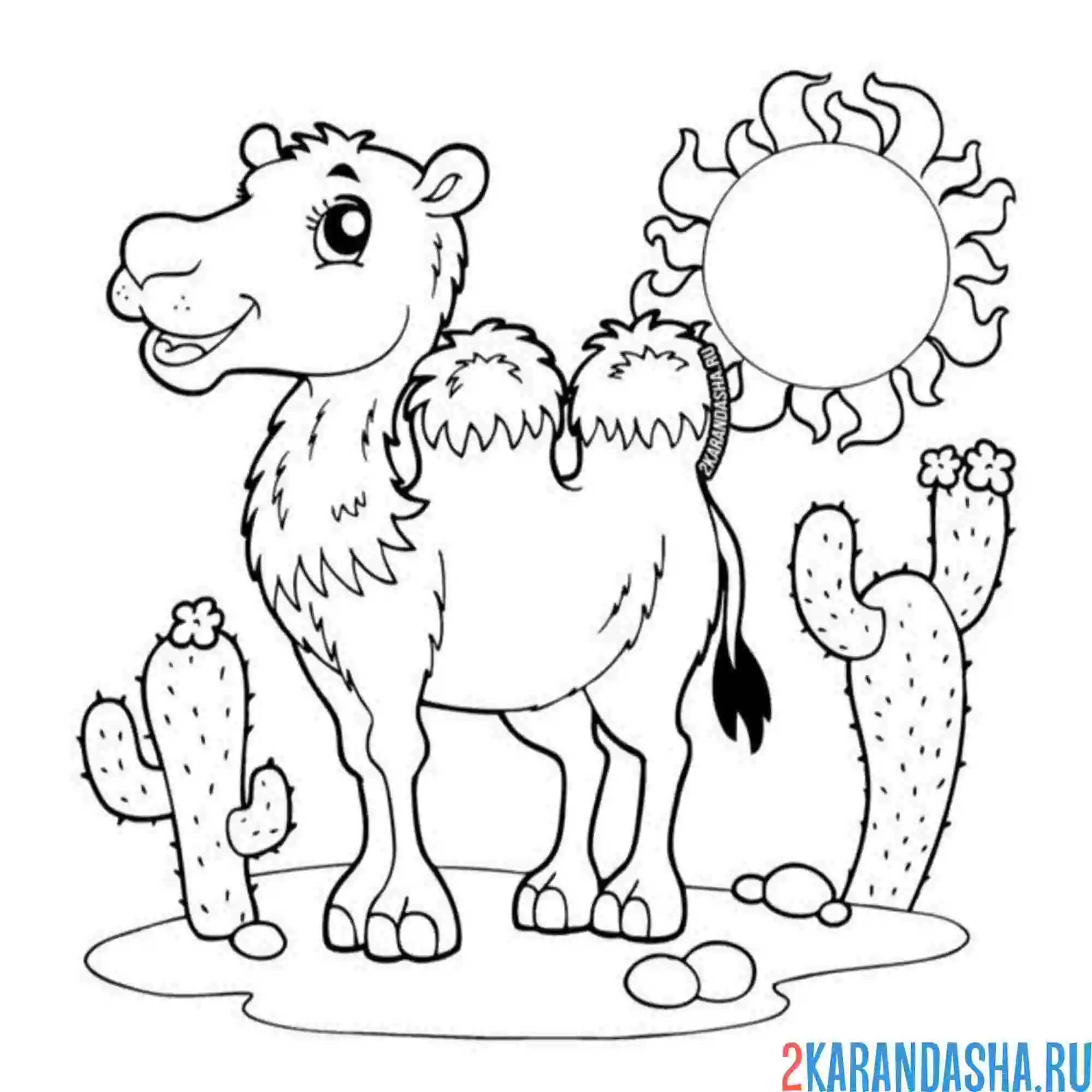 Раскраска верблюд в сахаре