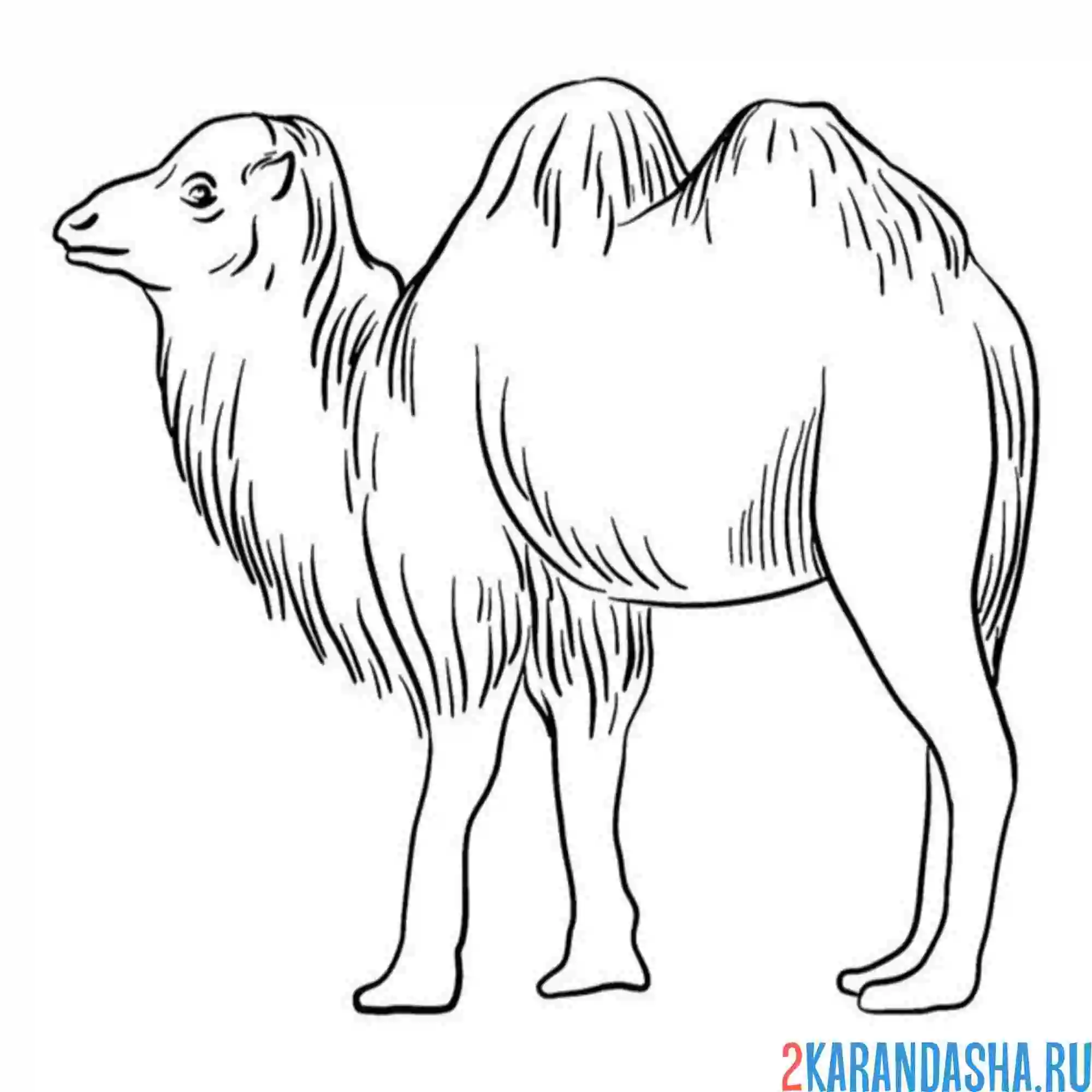 Раскраска шерстяной верблюд