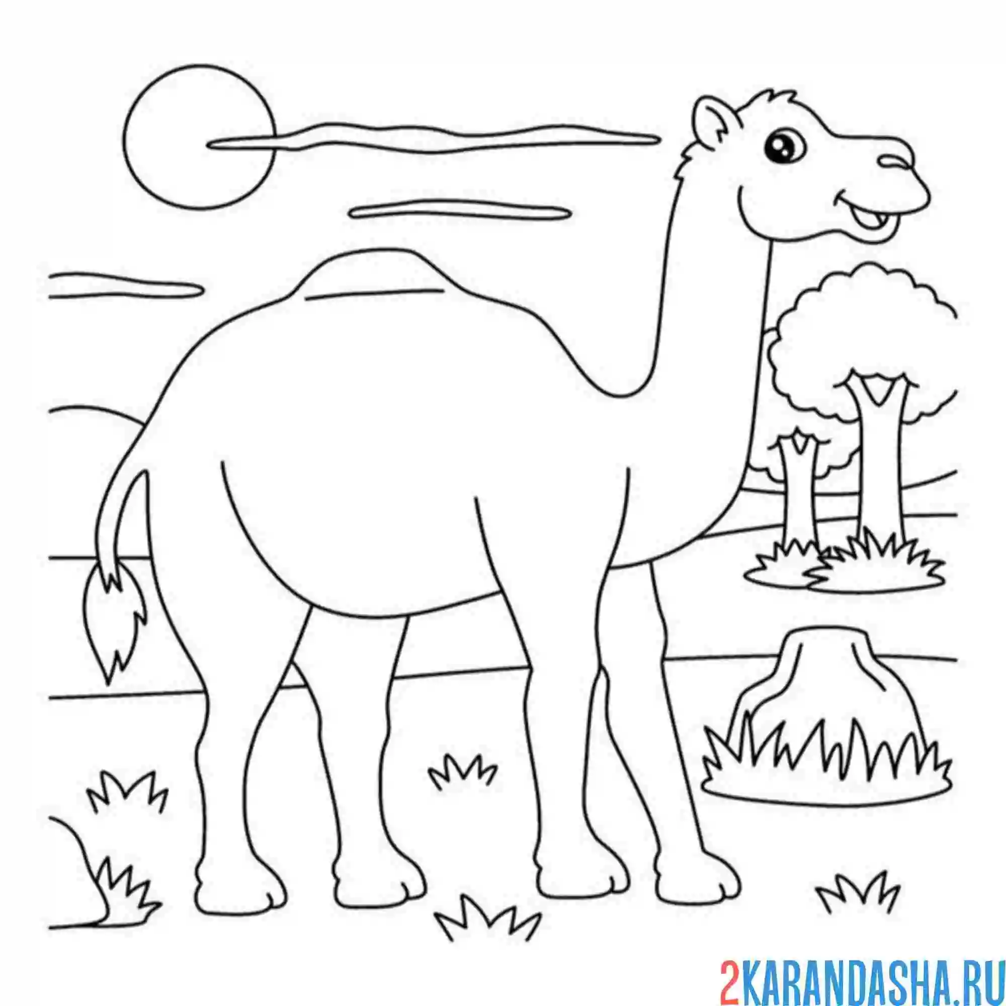Раскраска верблюд в жаркой пустыне