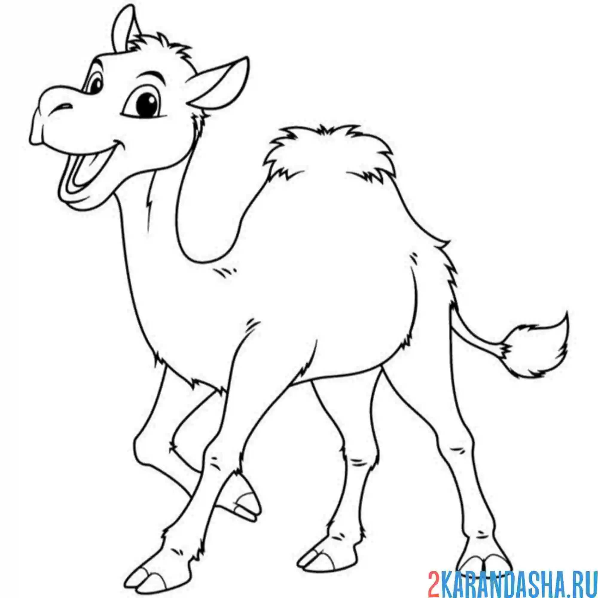 Раскраска смешной верблюжонок