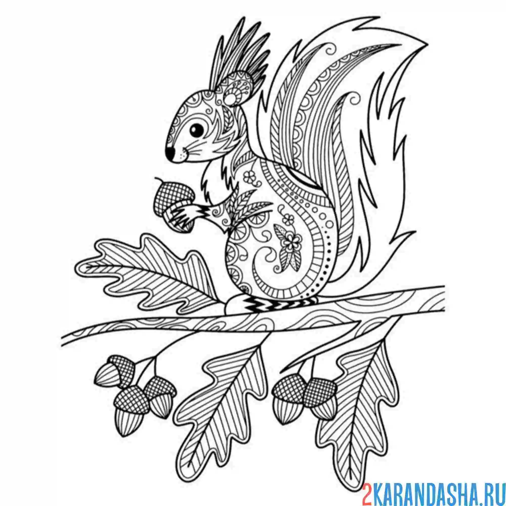 Раскраска белка на ветке