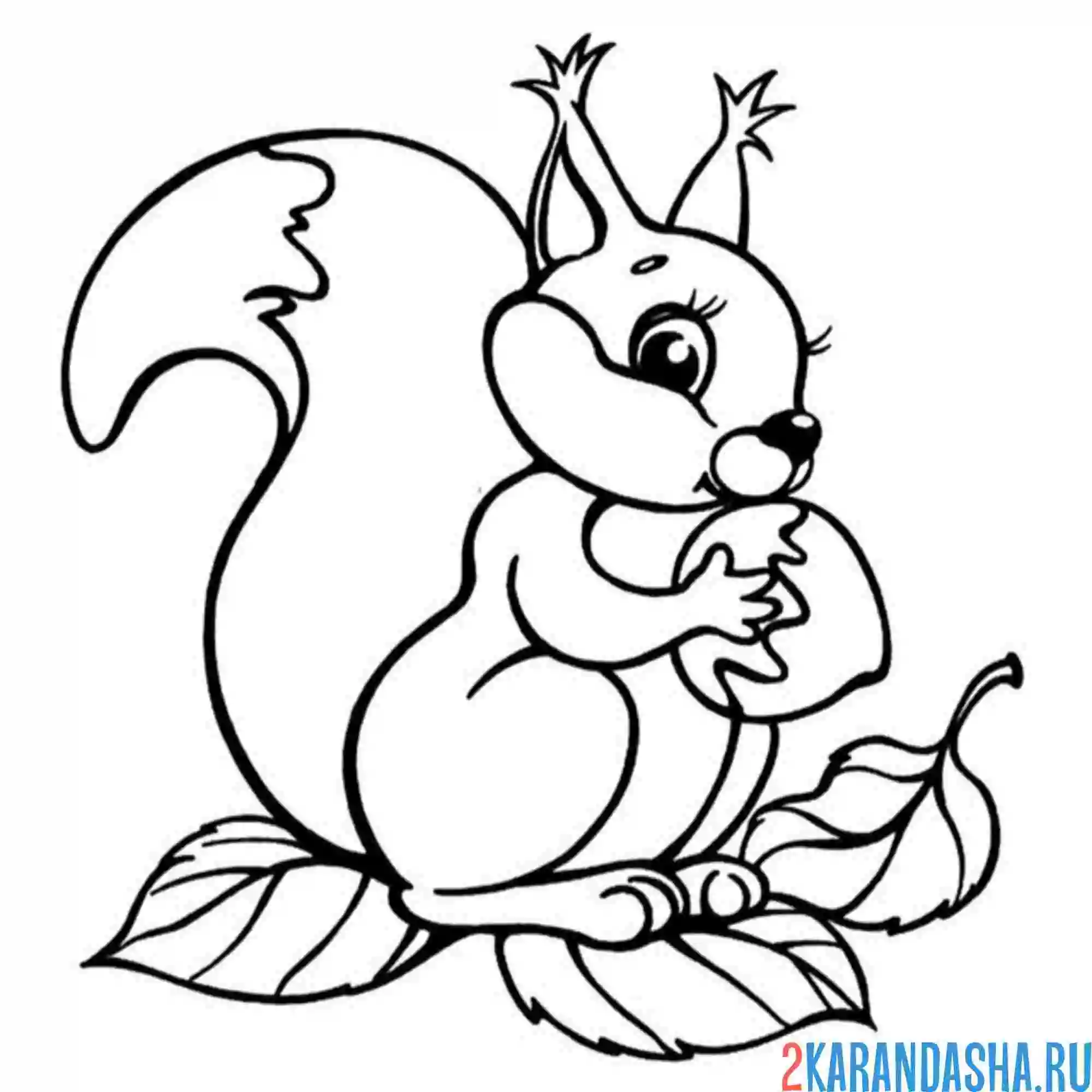 Раскраска белочка с орехом