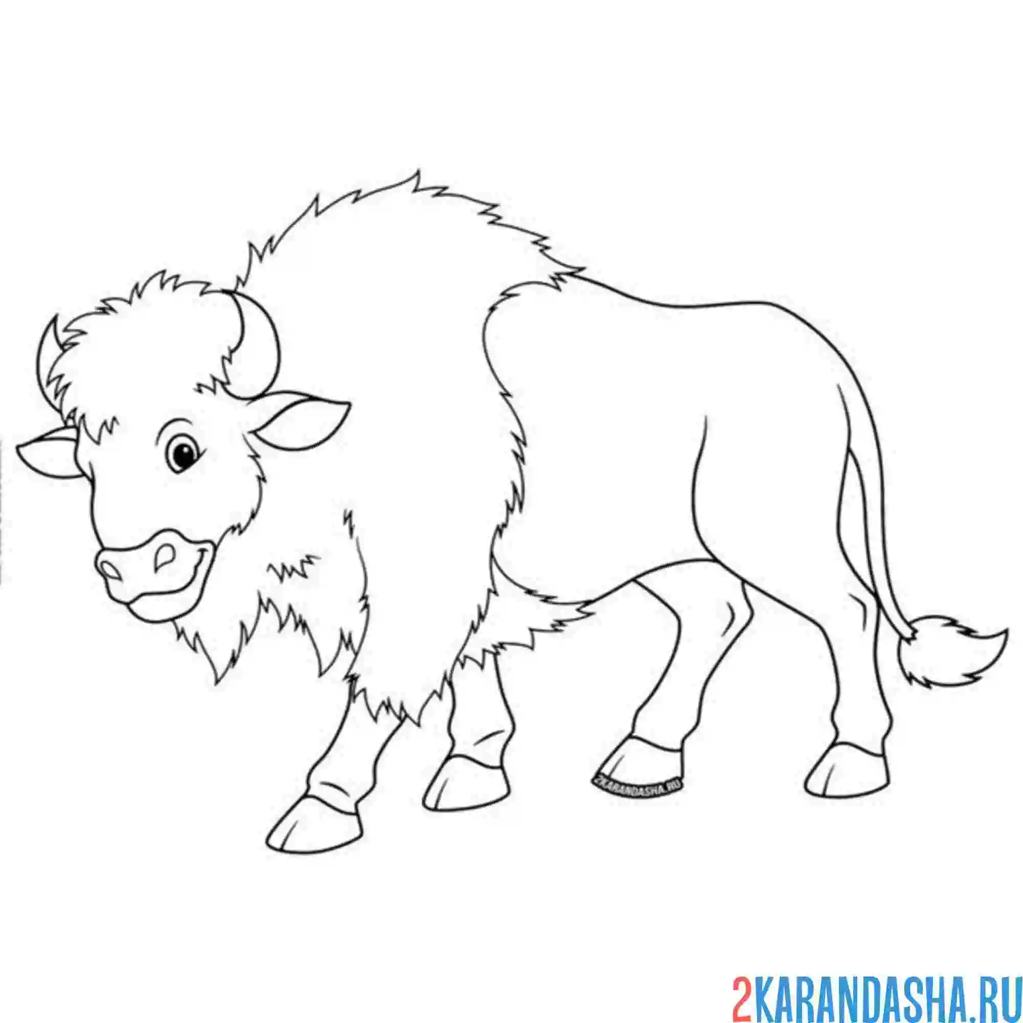 Раскраска бизон бык