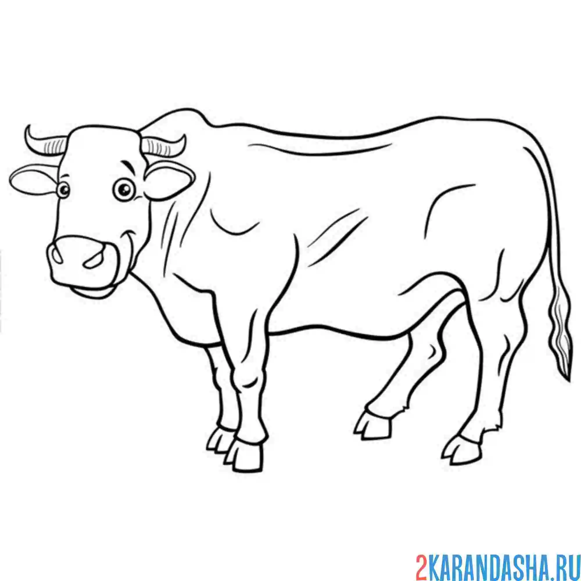 Раскраска бычок молодой