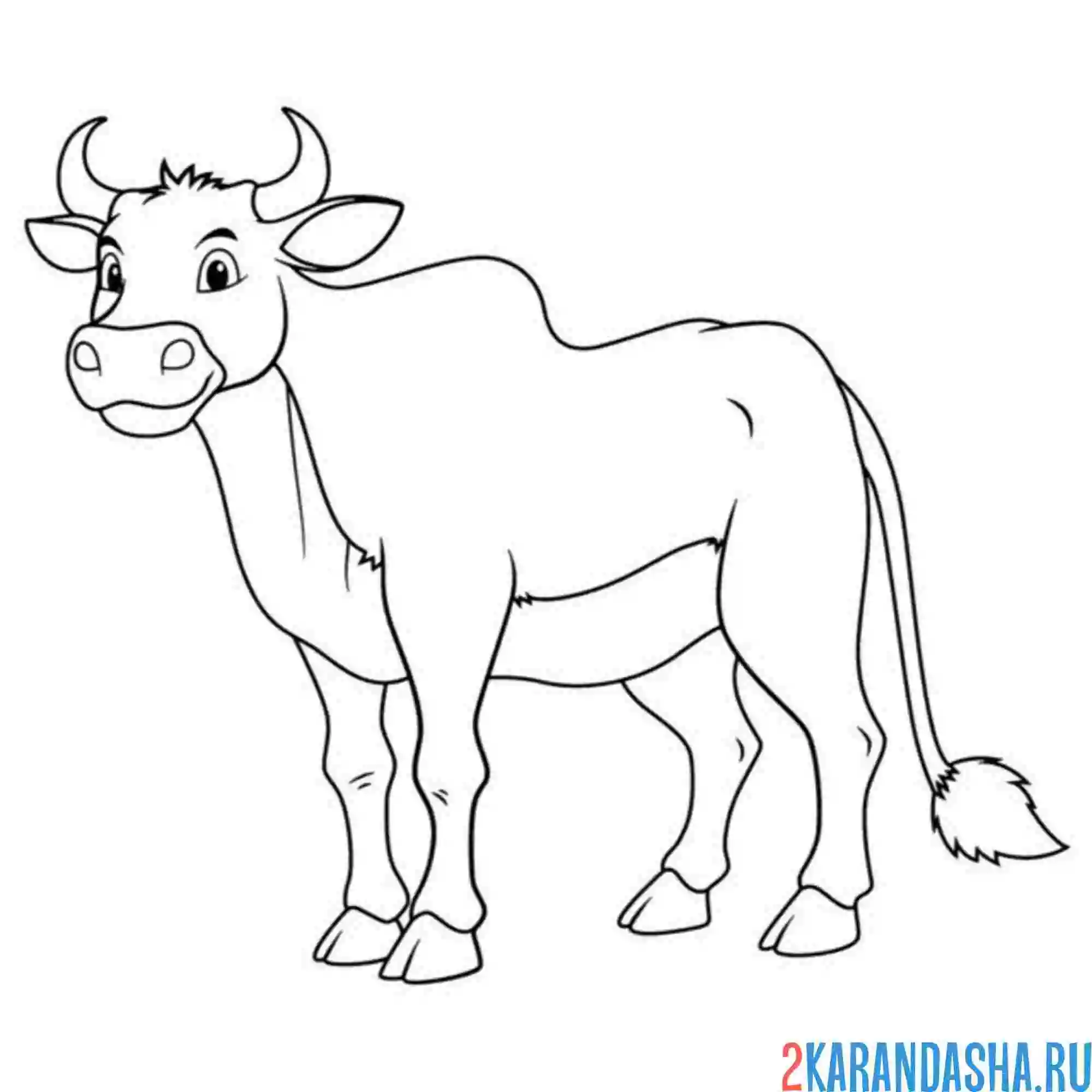 Раскраска красивый бык