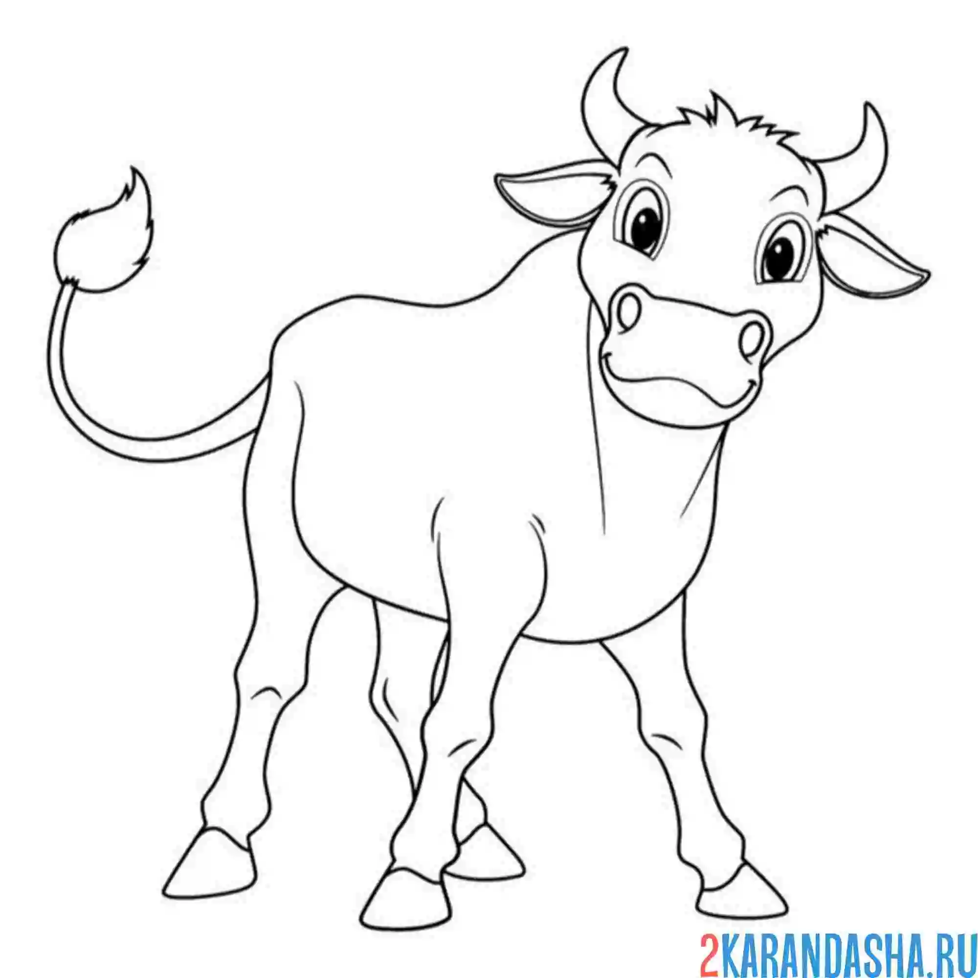 Раскраска теленок смотрит