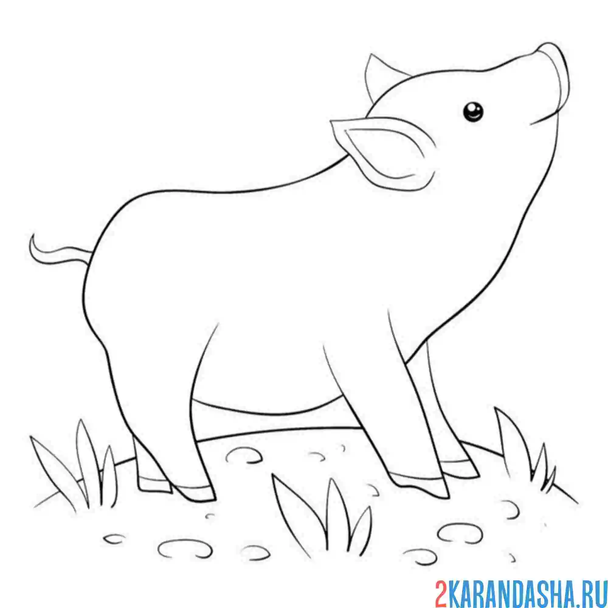 Раскраска маленькая свинья
