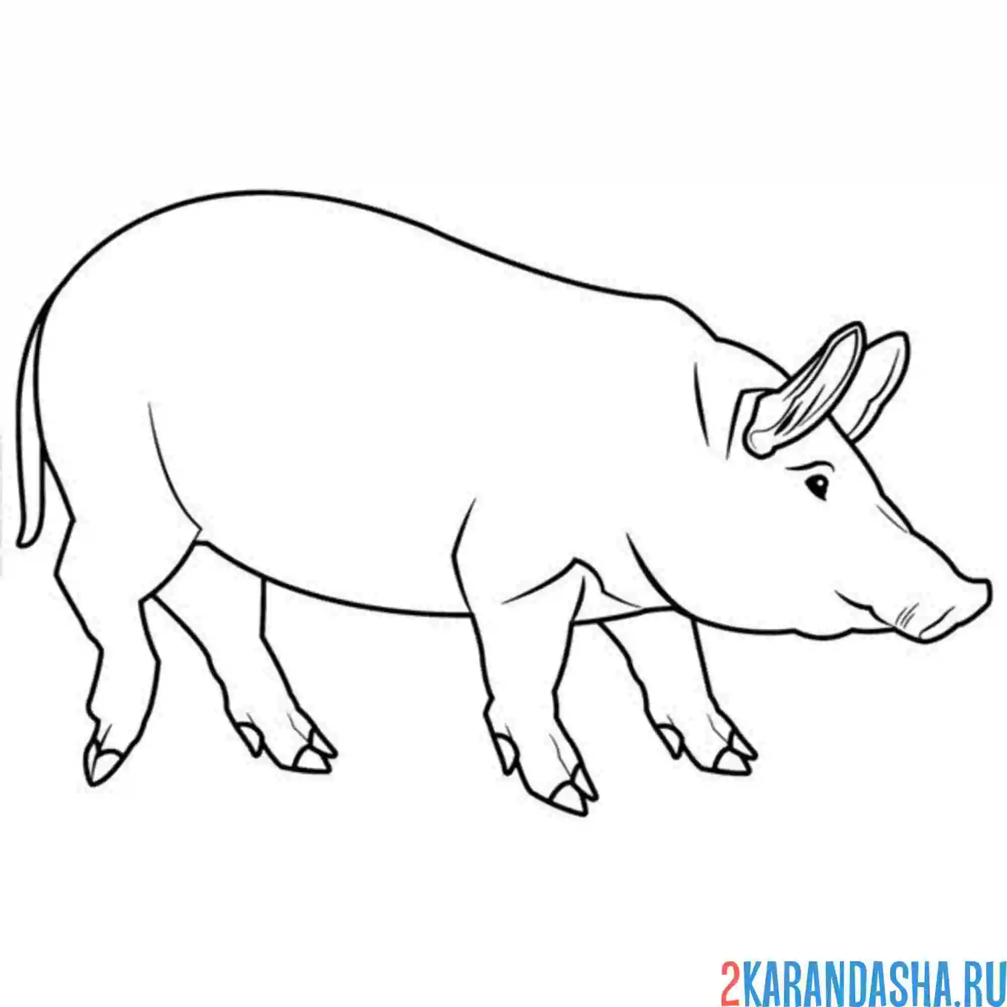 Раскраска свинья настоящая