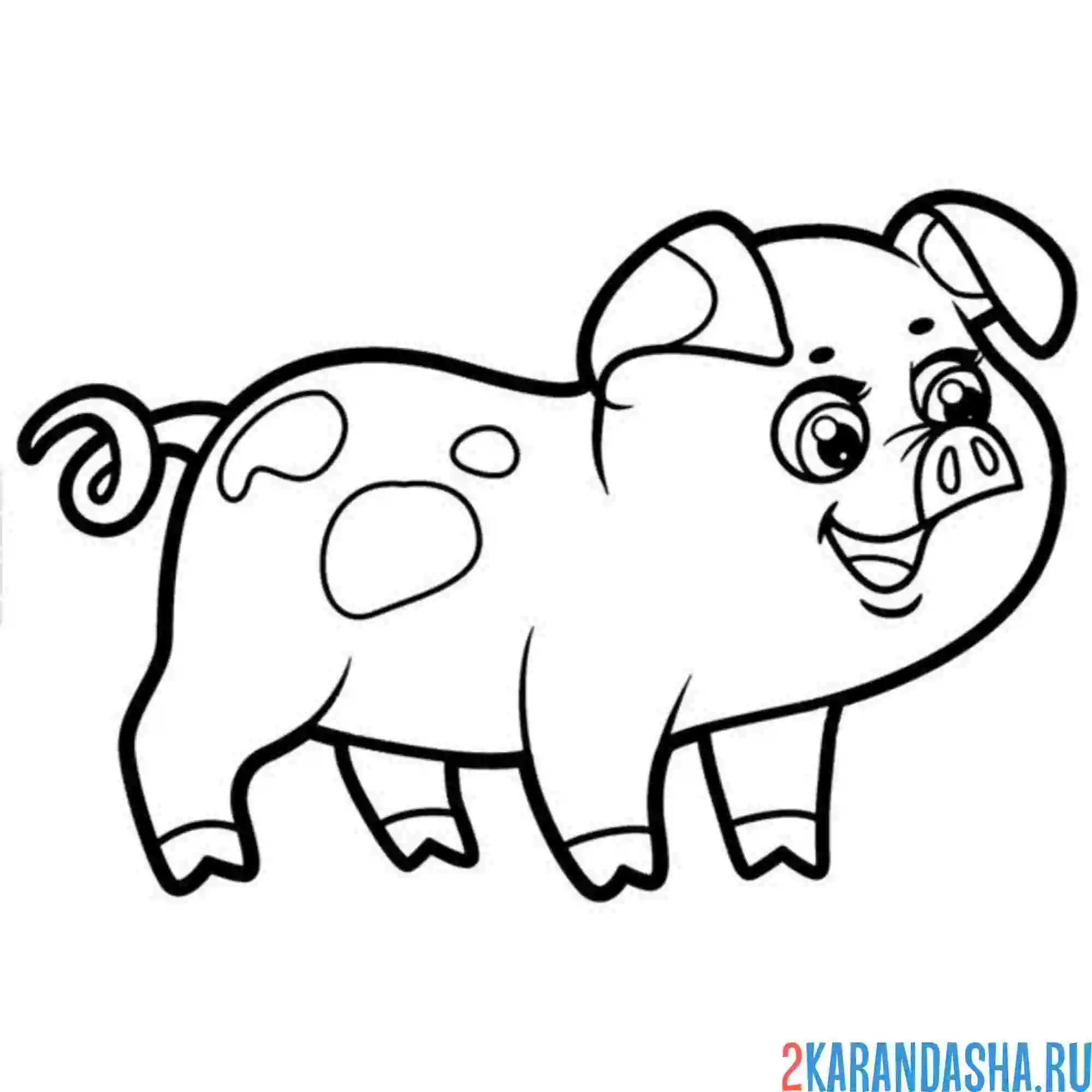 Раскраска смешная свинка