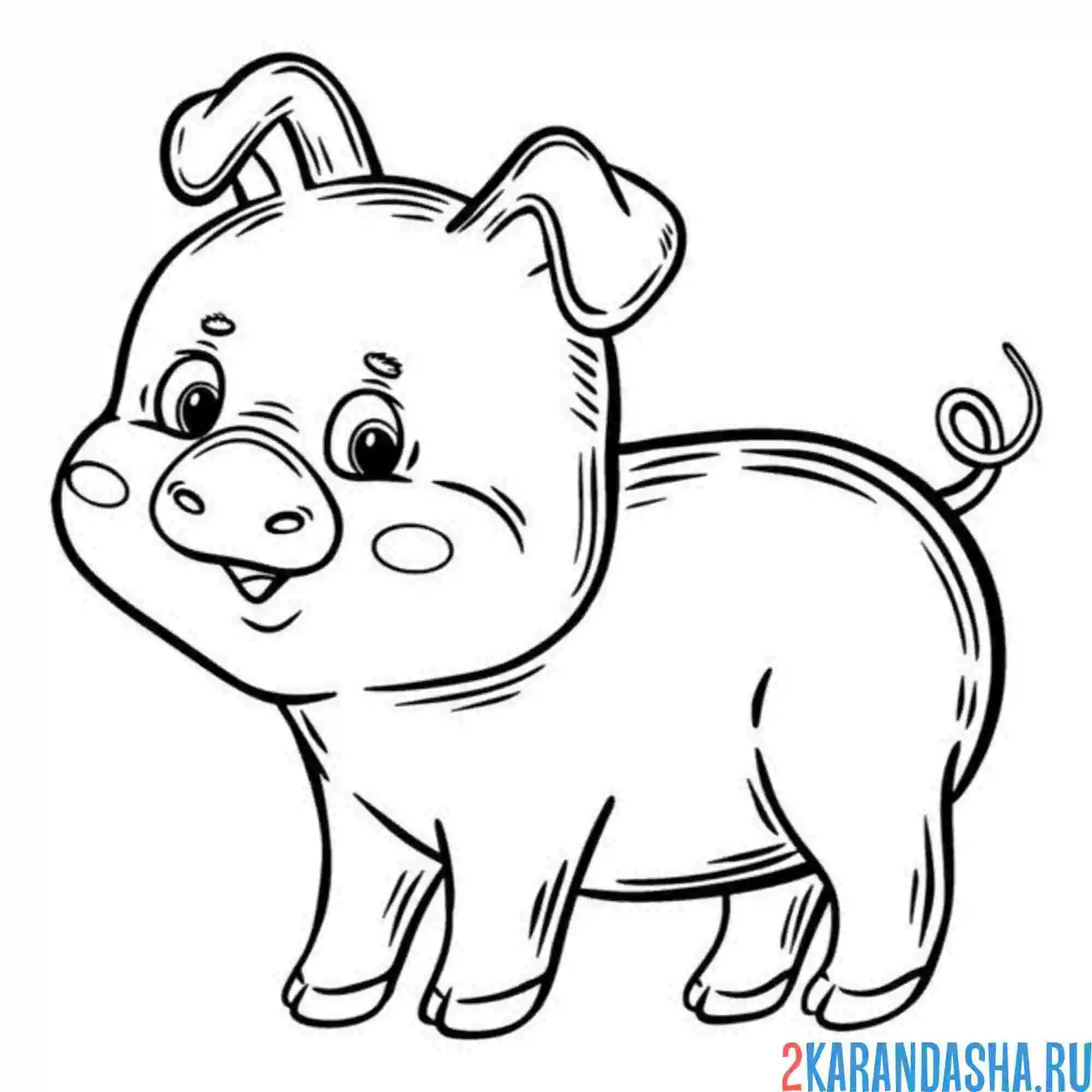 Раскраска розовый поросенок