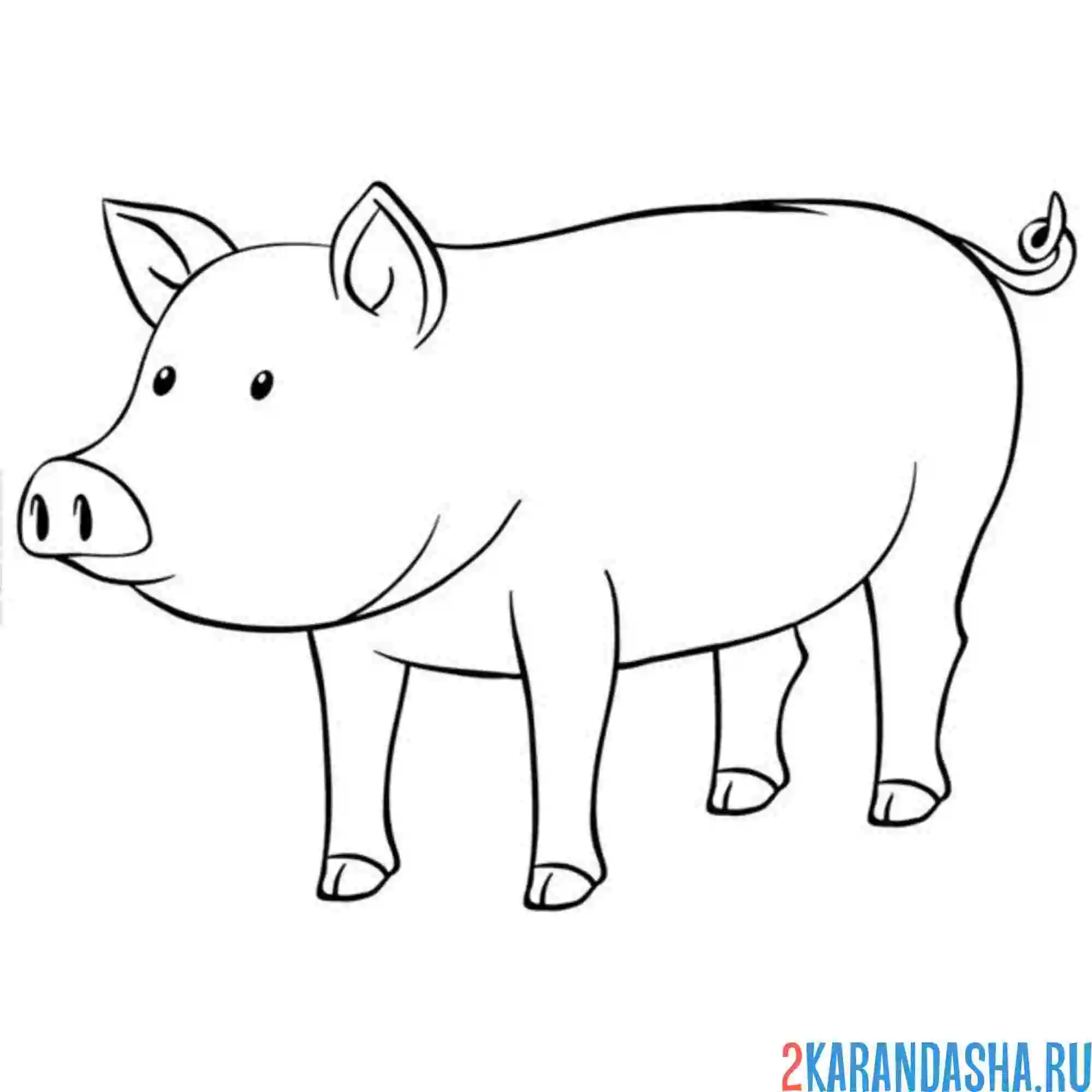 Раскраска свинья одна