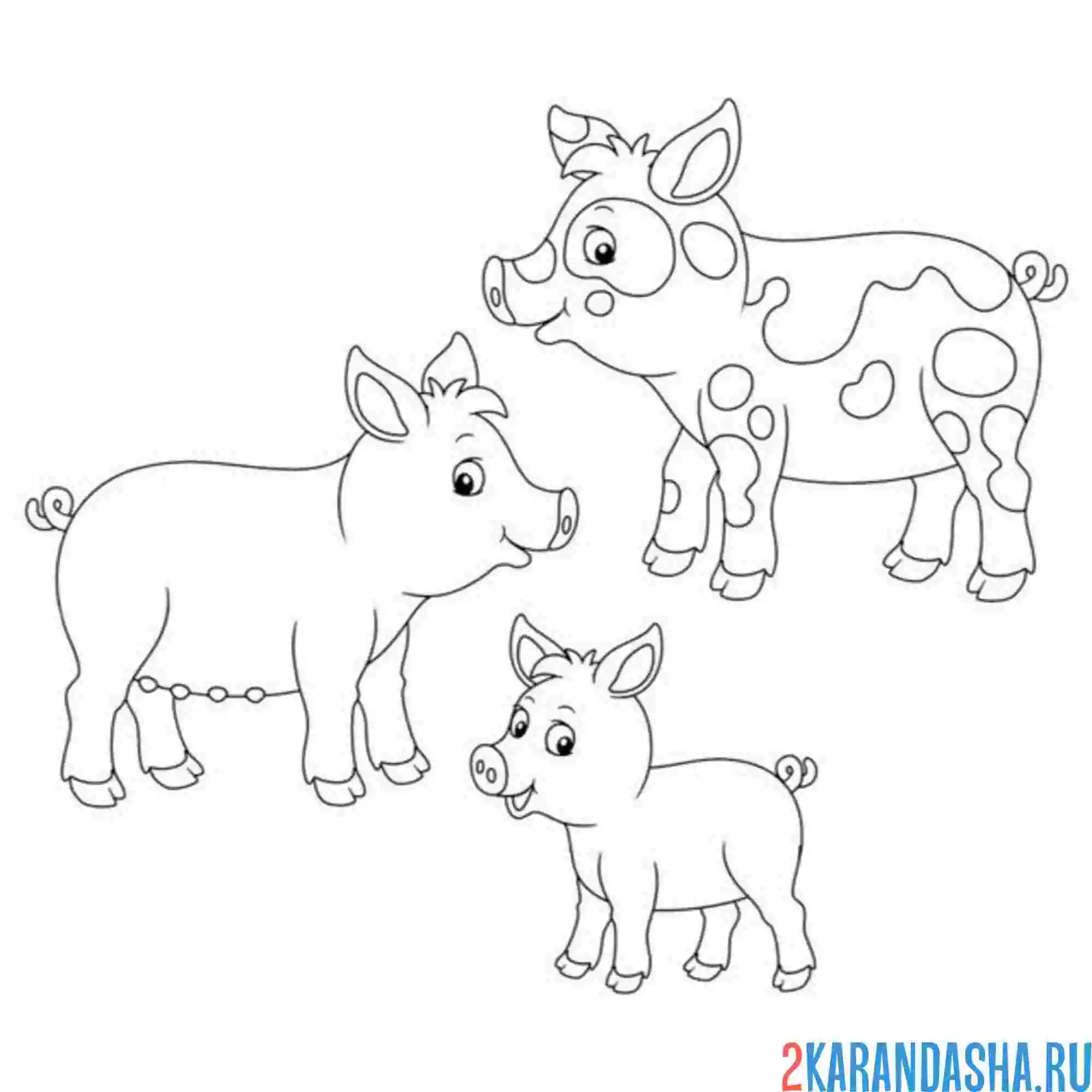 Раскраска разные свиньи