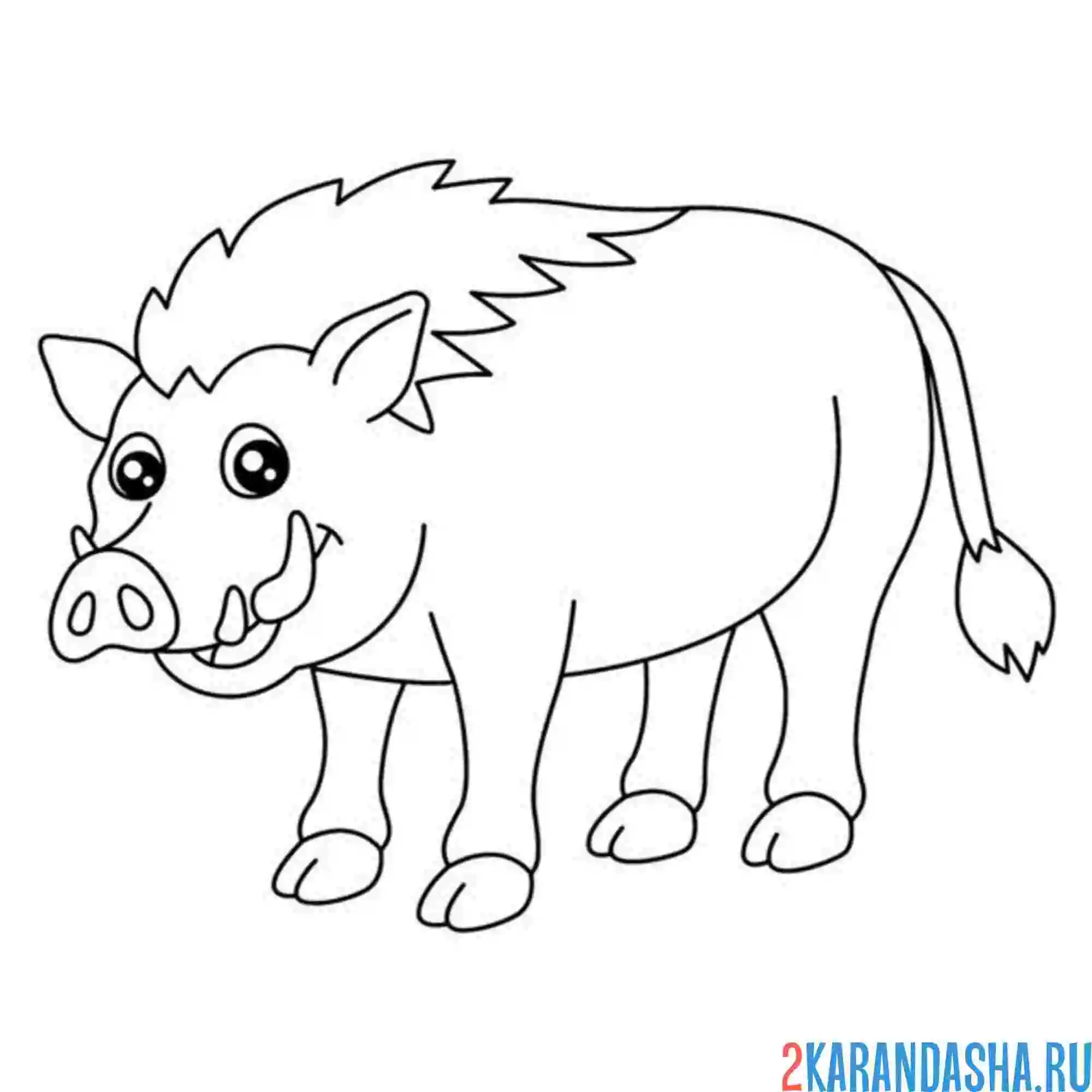 Раскраска кабан