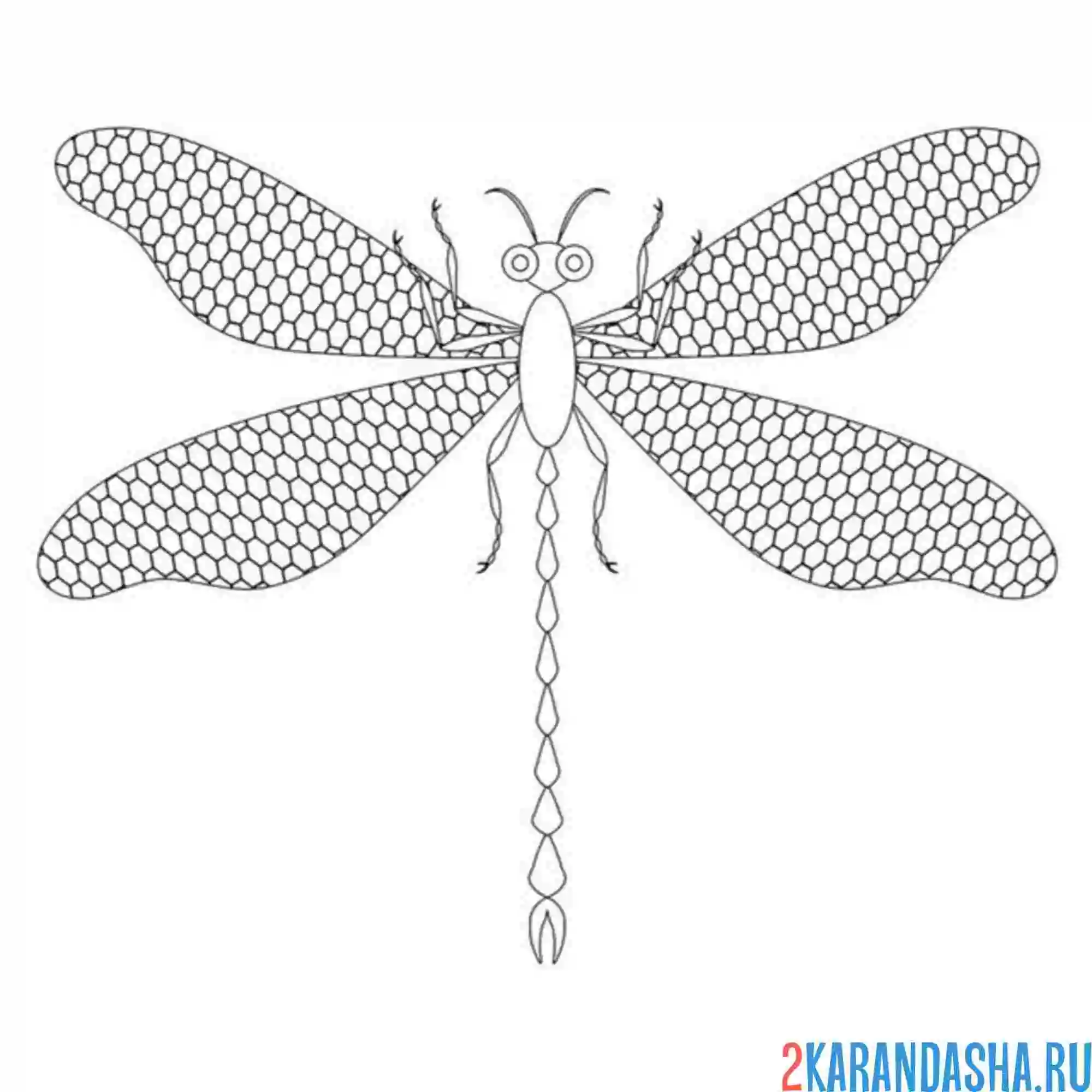 Раскраска стрекоза крылья в сеточку