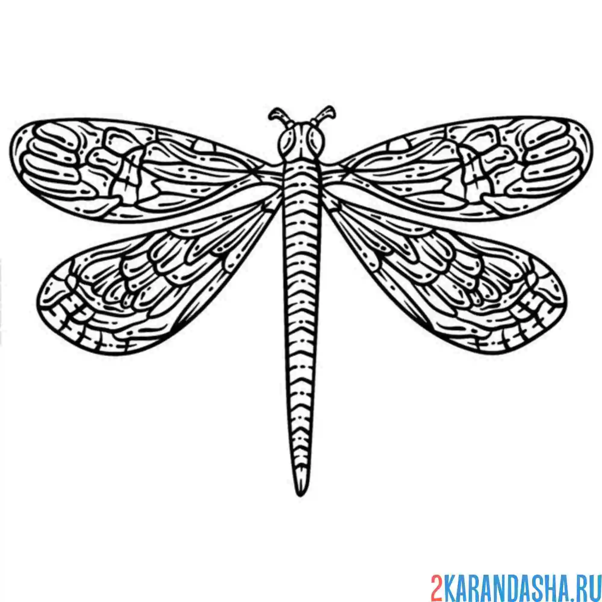 Раскраска большая стрекоза