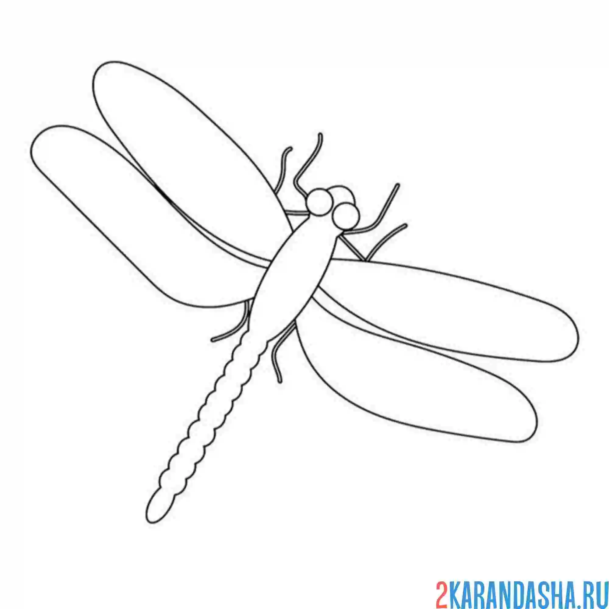 Раскраска простая стрекоза