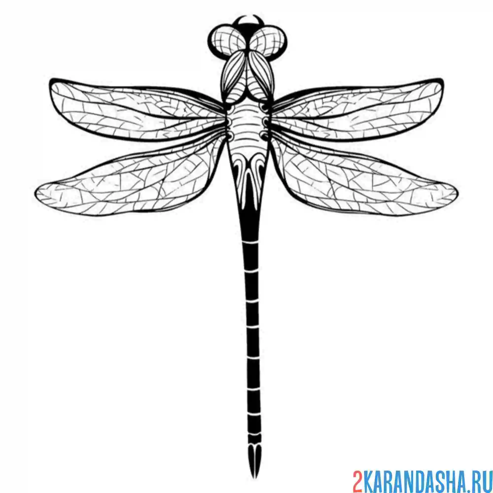 Раскраска настоящая стрекоза