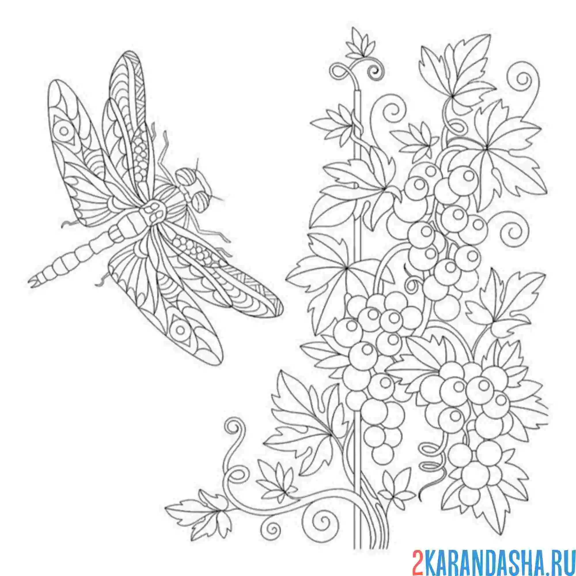 Раскраска арт стрекоза и цветы