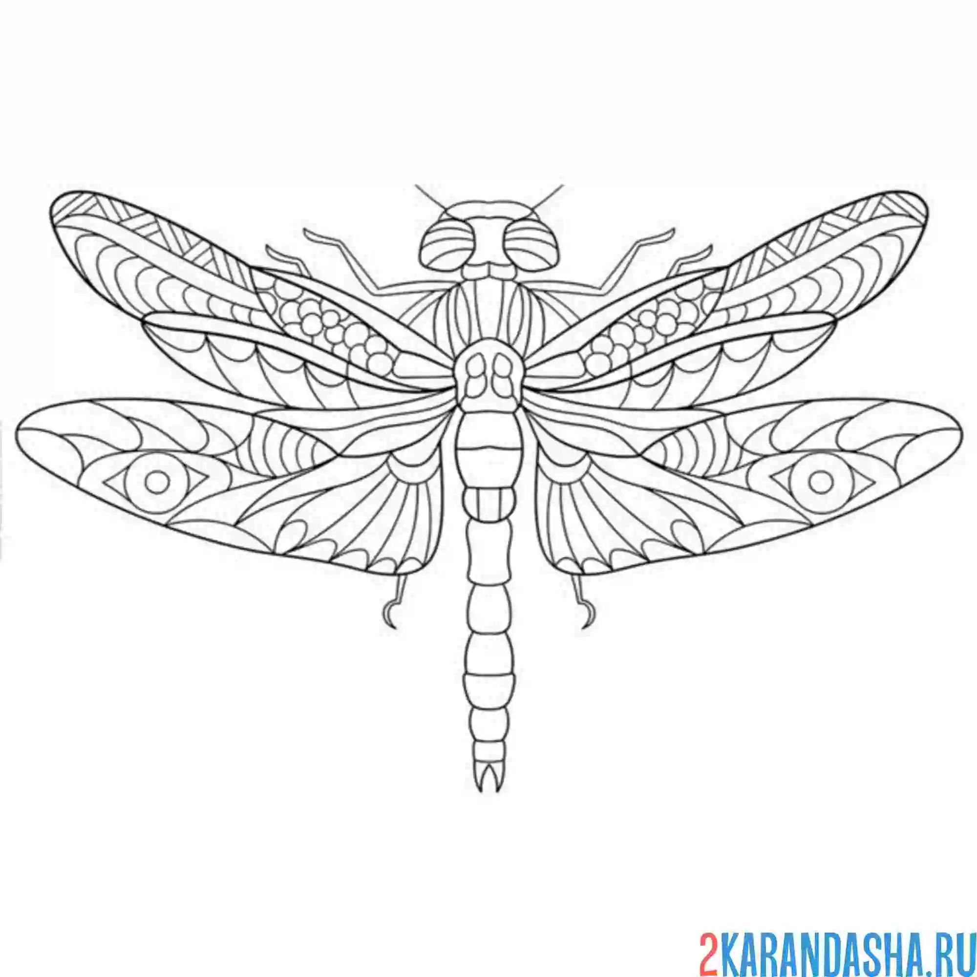 Раскраска стрекоза крылья узоры