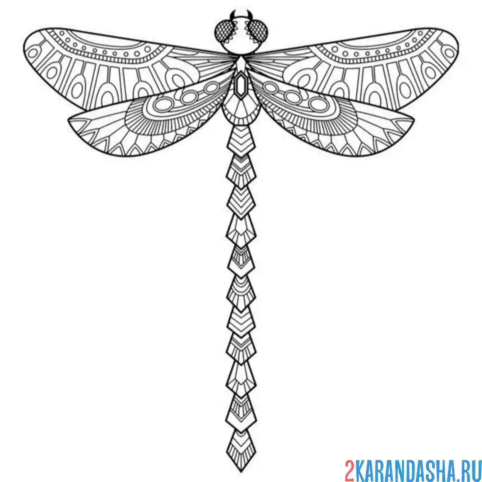 Раскраска длинная стрекоза