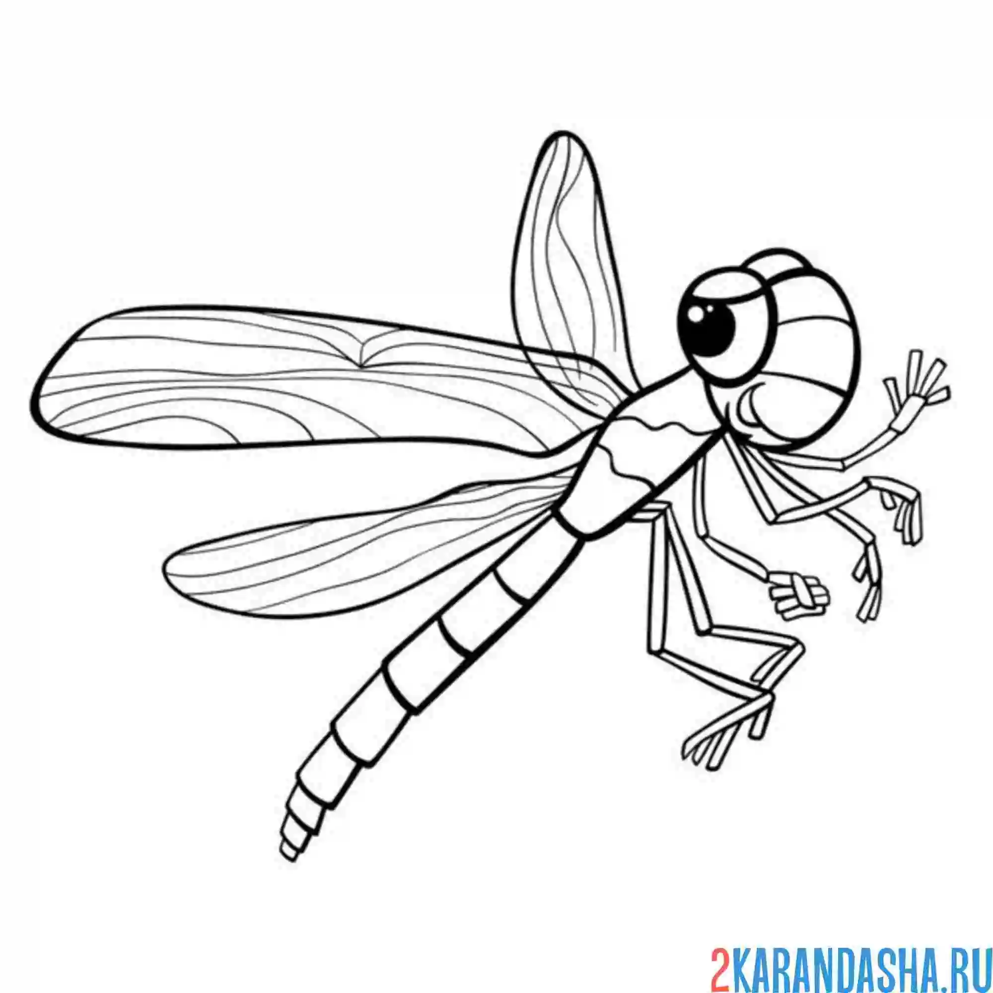 Раскраска стрекоза и лапки
