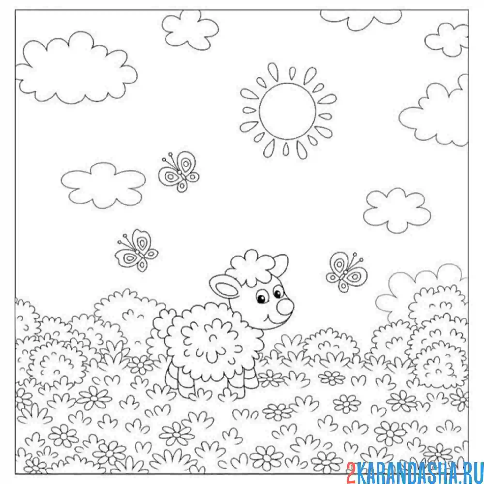 Раскраска барашек на лугу