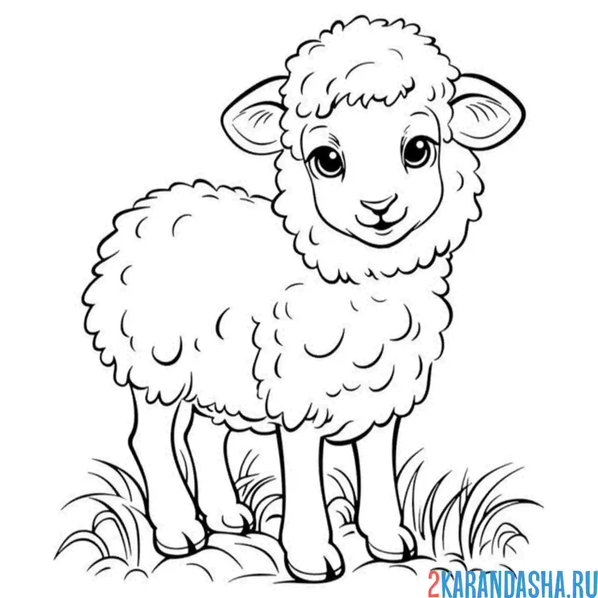 Раскраска на траве барашек