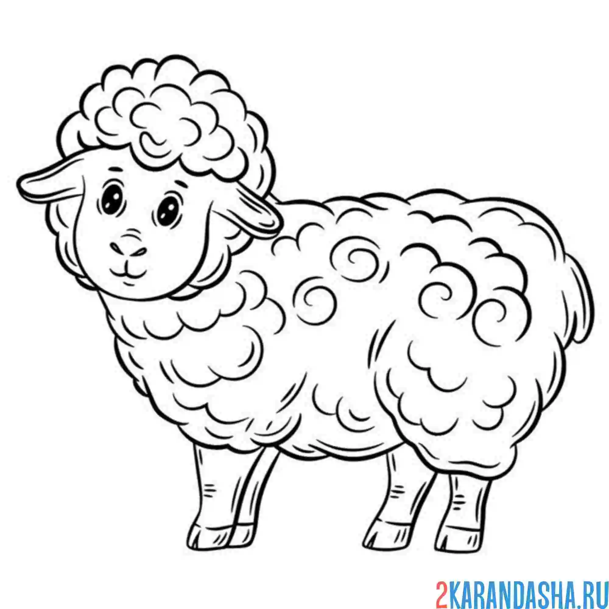 Раскраска баран