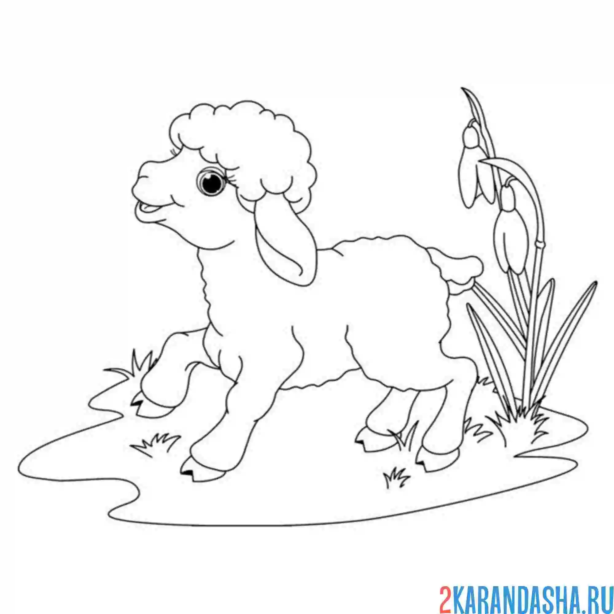 Раскраска милый барашек на лугу