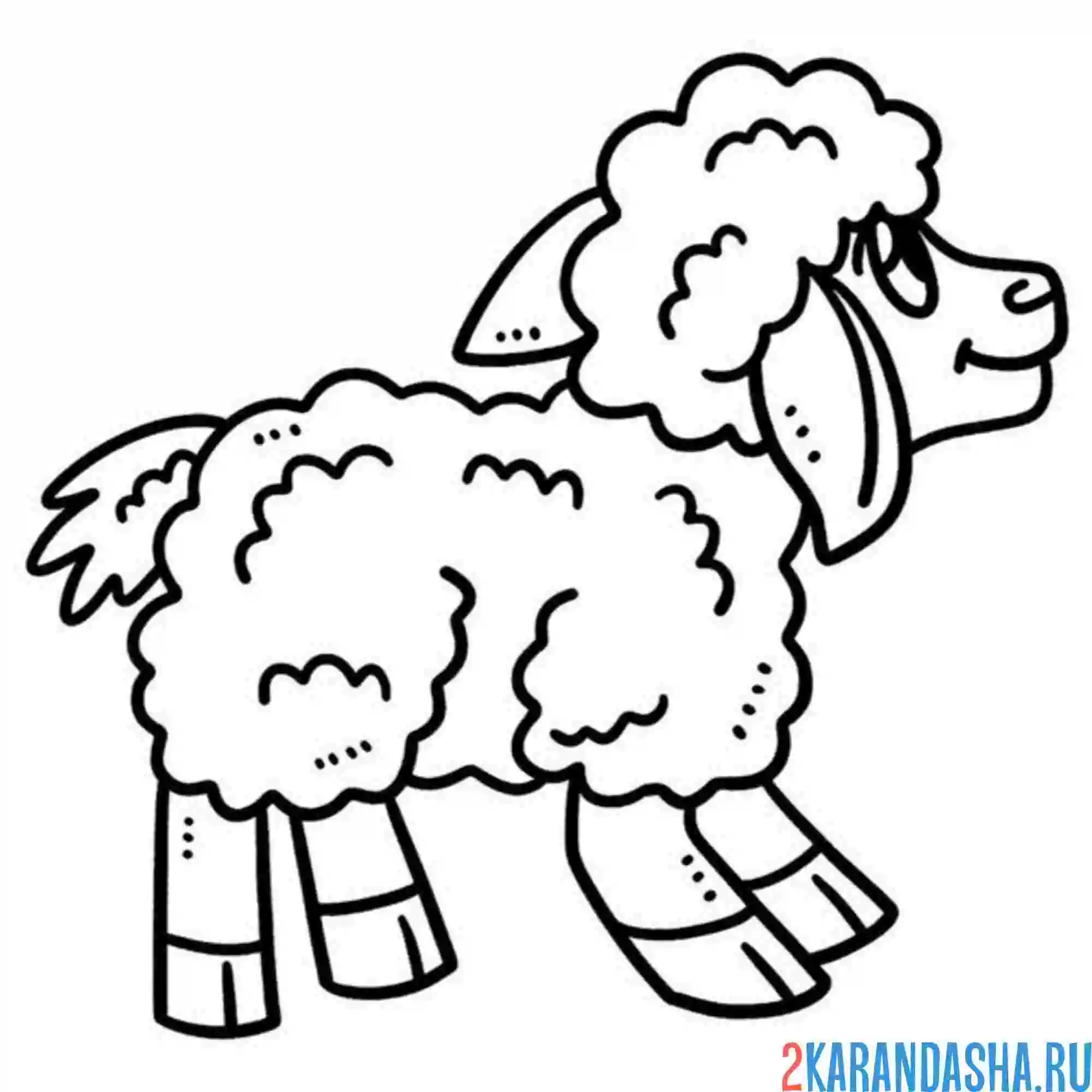 Раскраска молодой баран