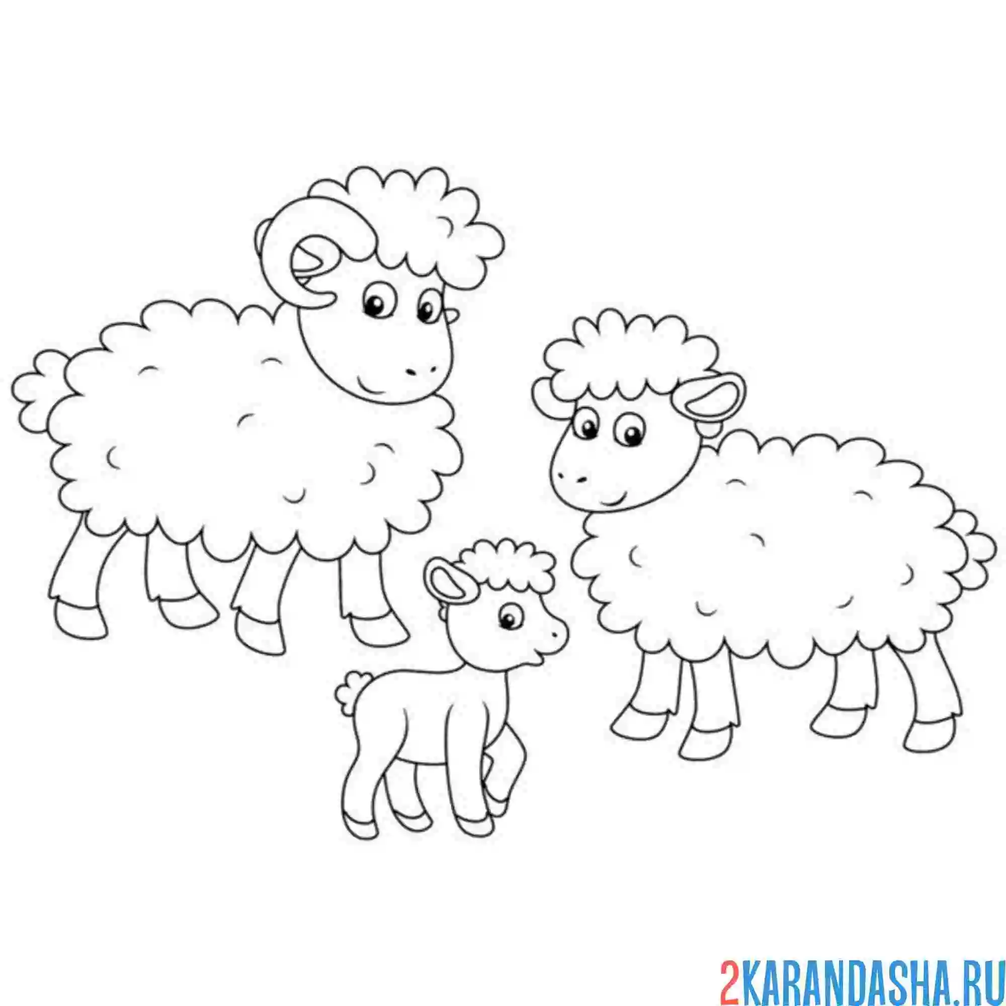 Раскраска семья баран, овца и барашек