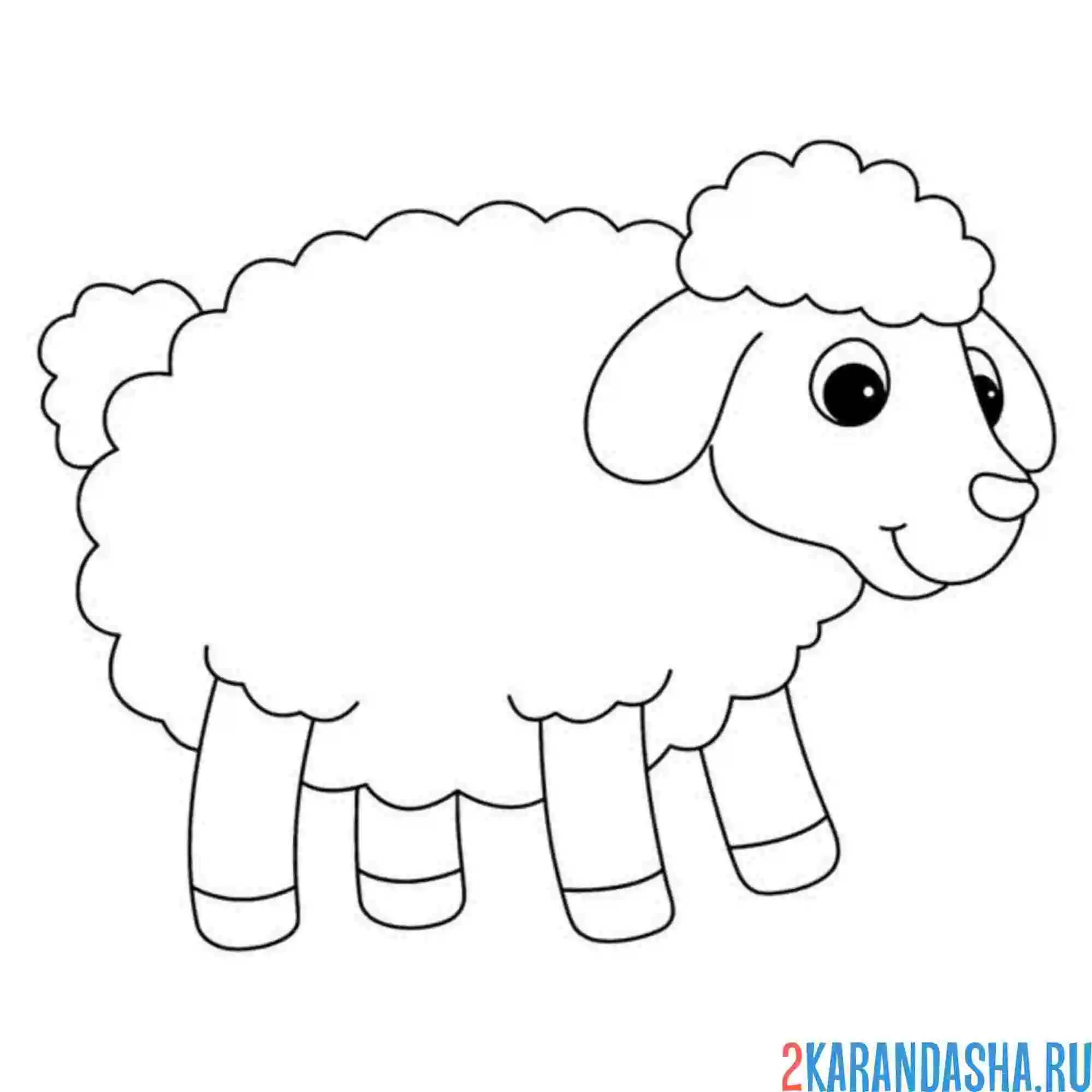 Раскраска кудрявая овечка