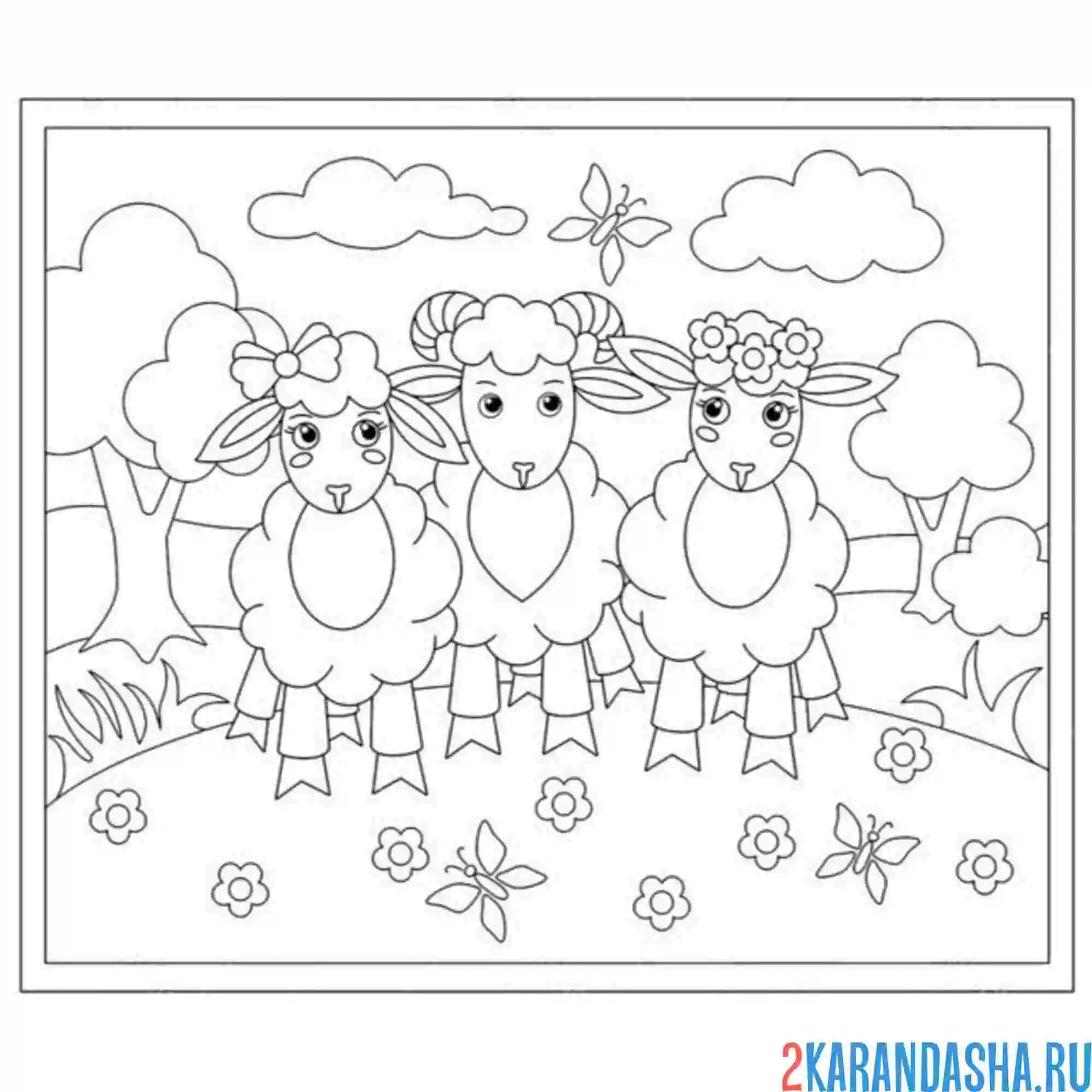 Раскраска баран и овечки