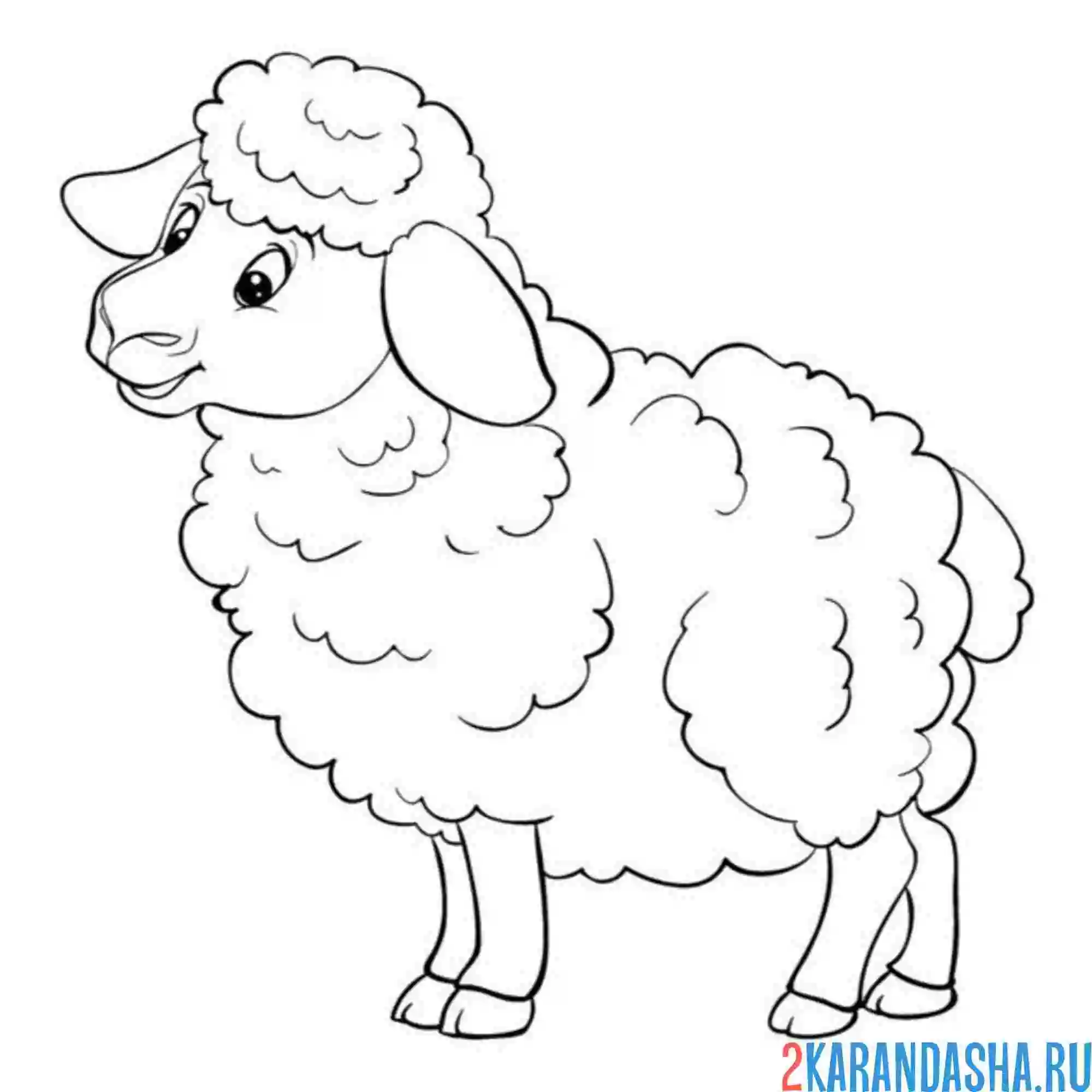 Раскраска овечка одна