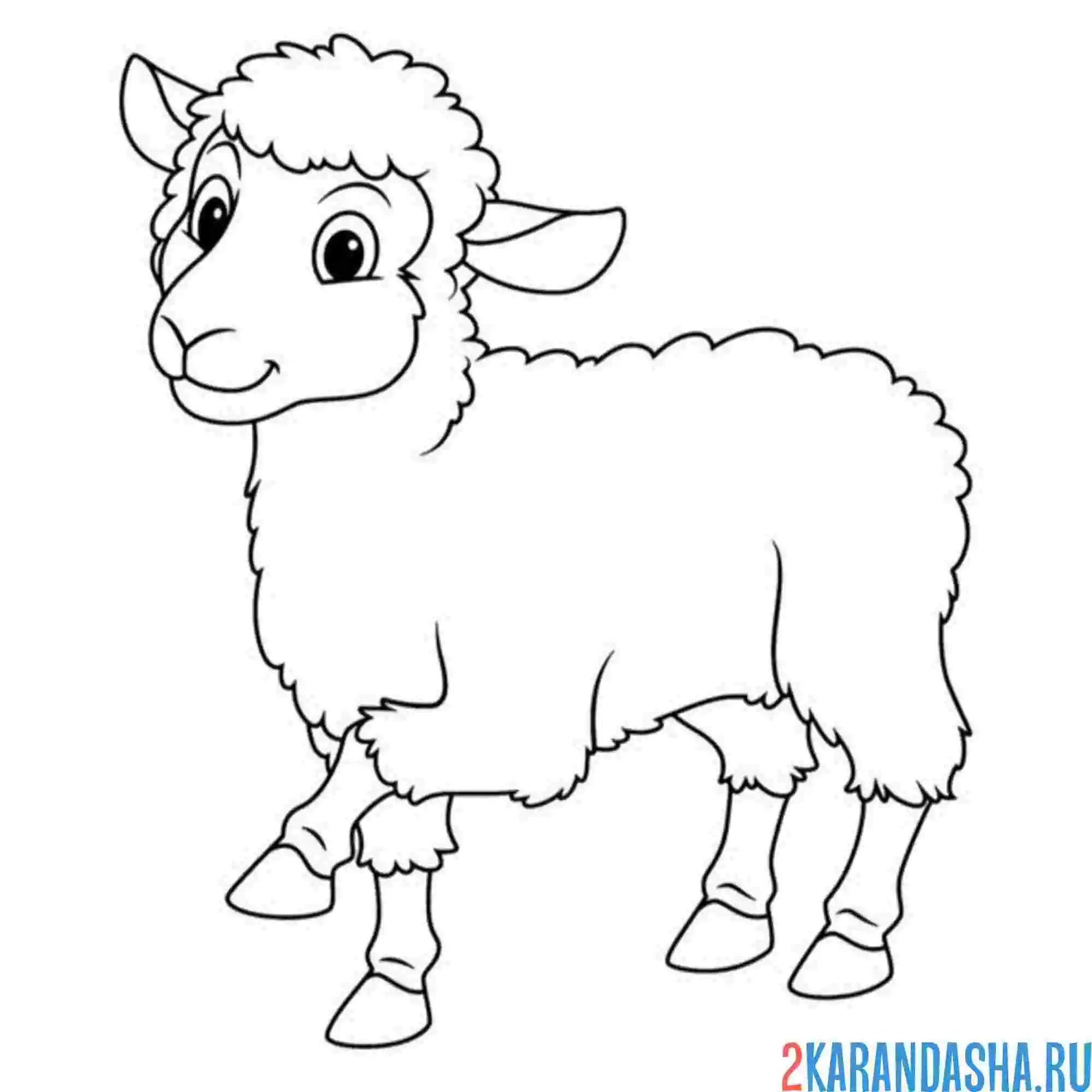 Раскраска молодая овца