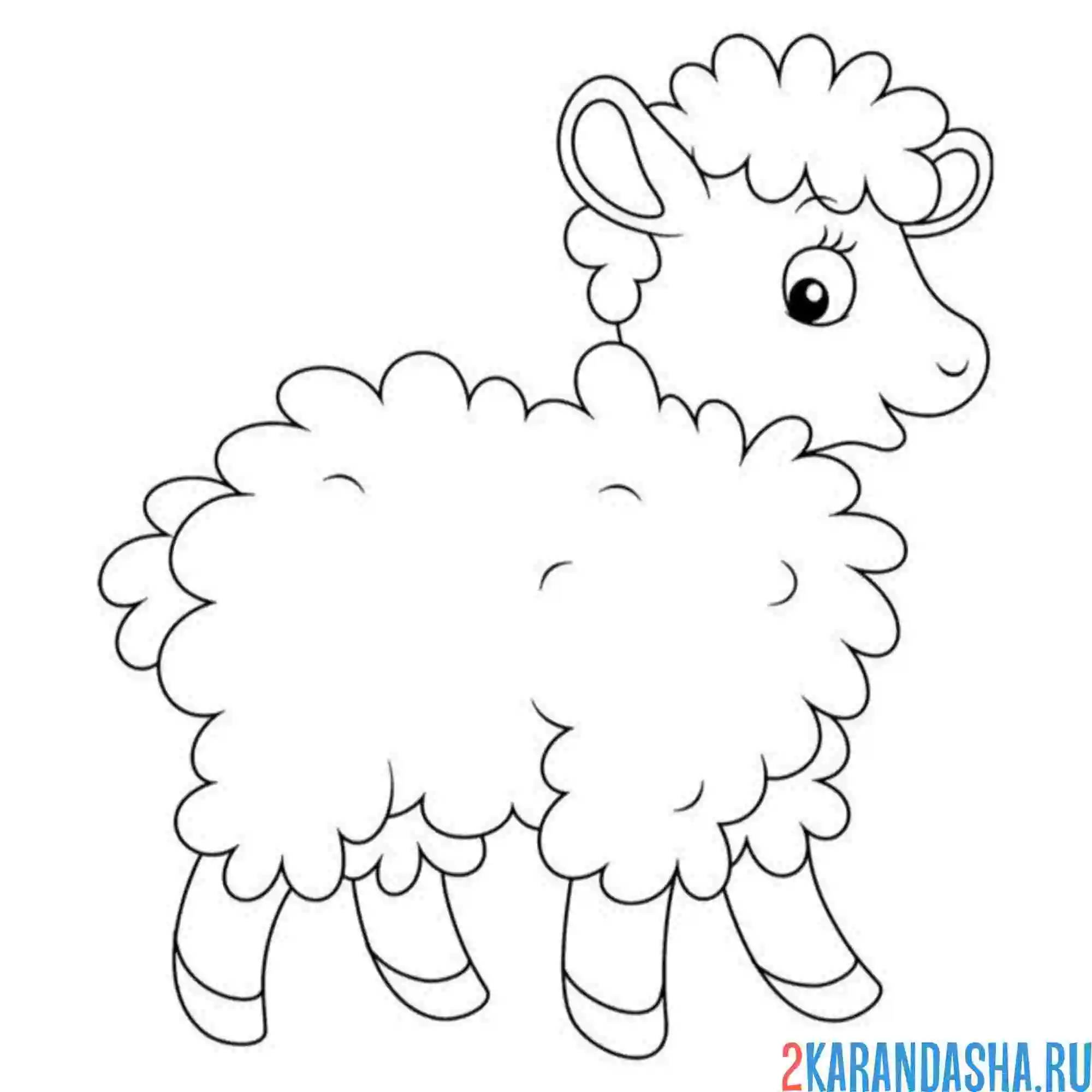 Раскраска барашек шерсть