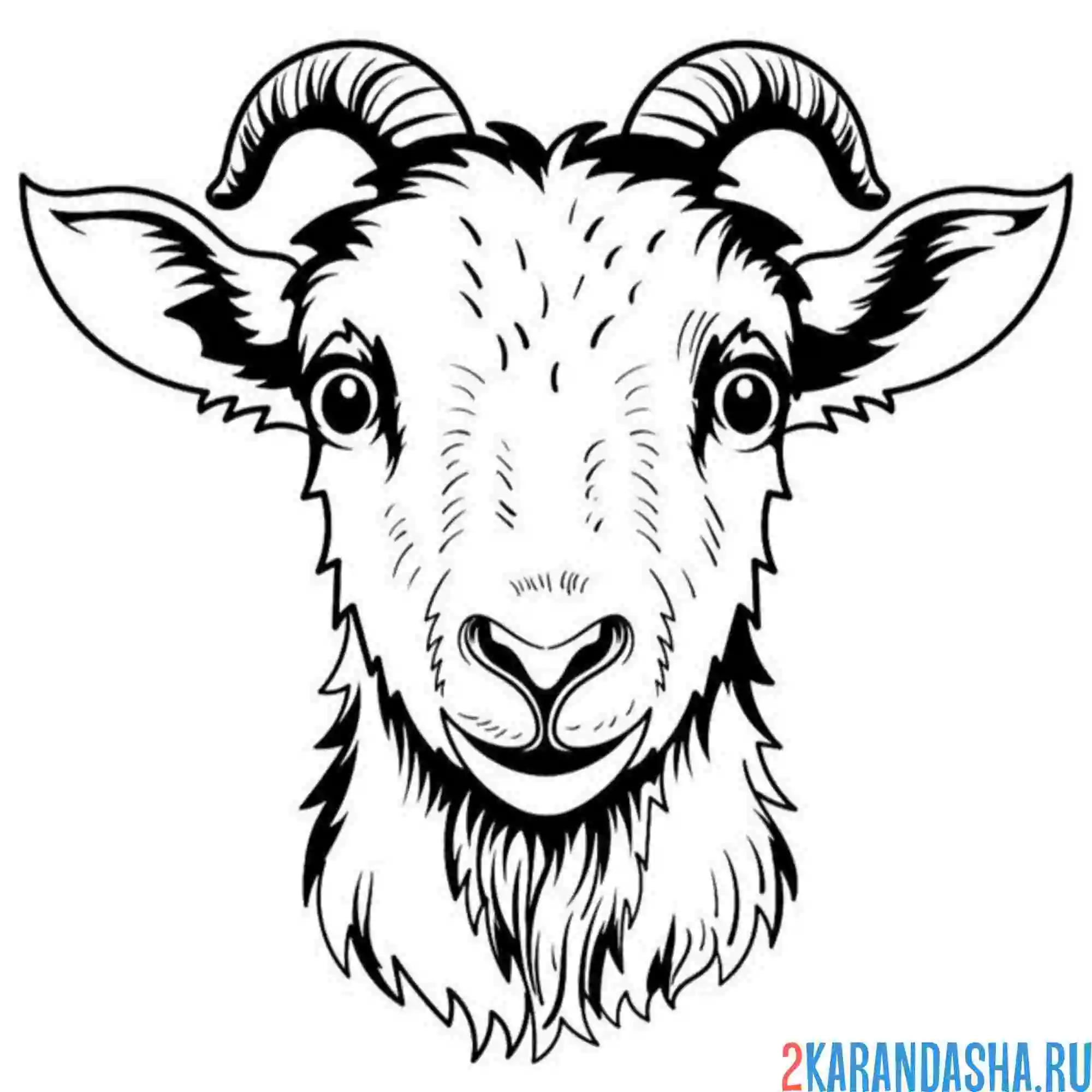 Раскраска козел голова