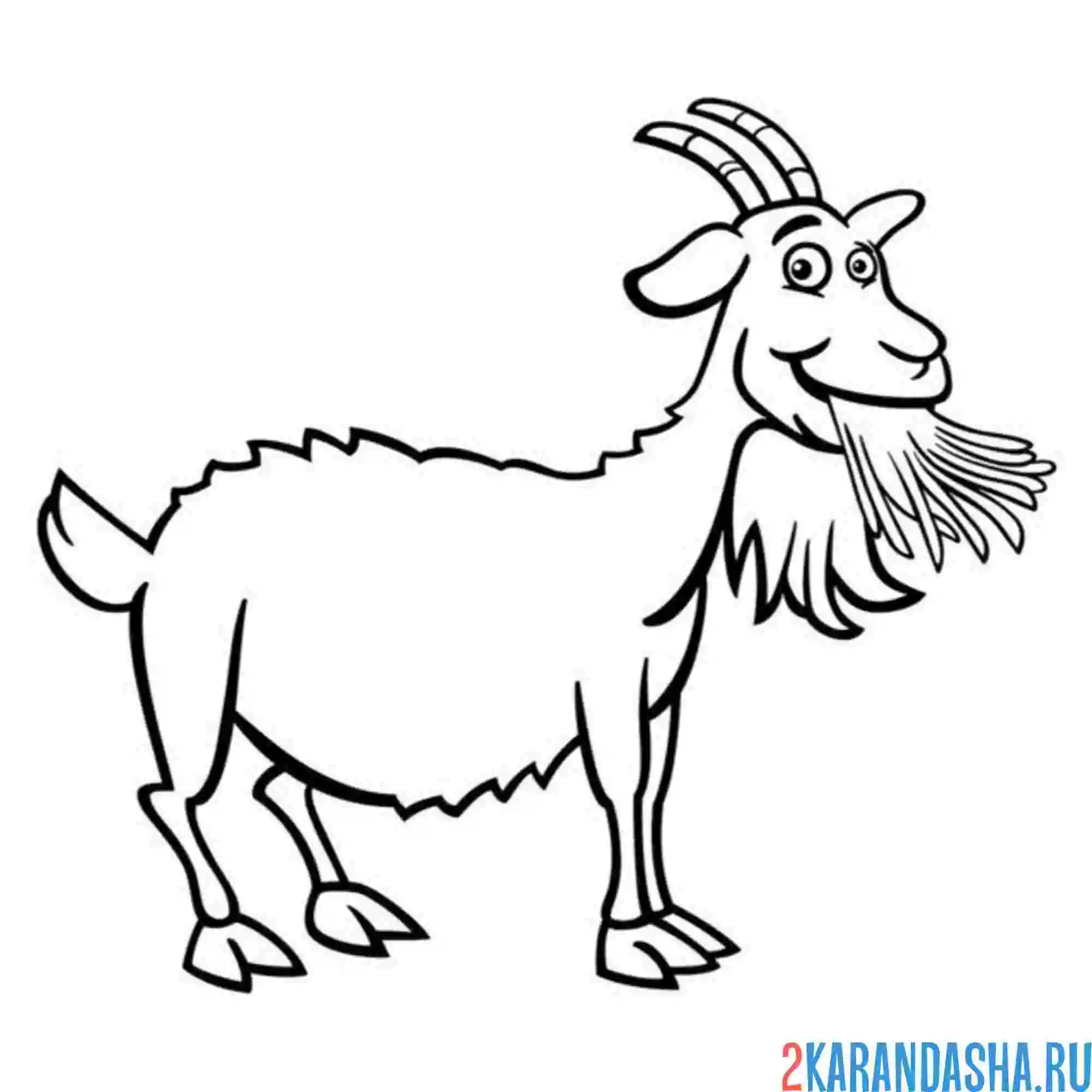 Раскраска козел жует траву