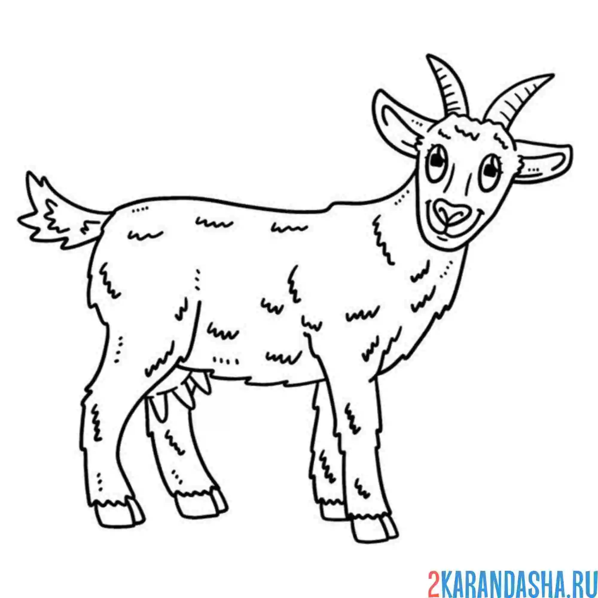 Раскраска коза взрослая